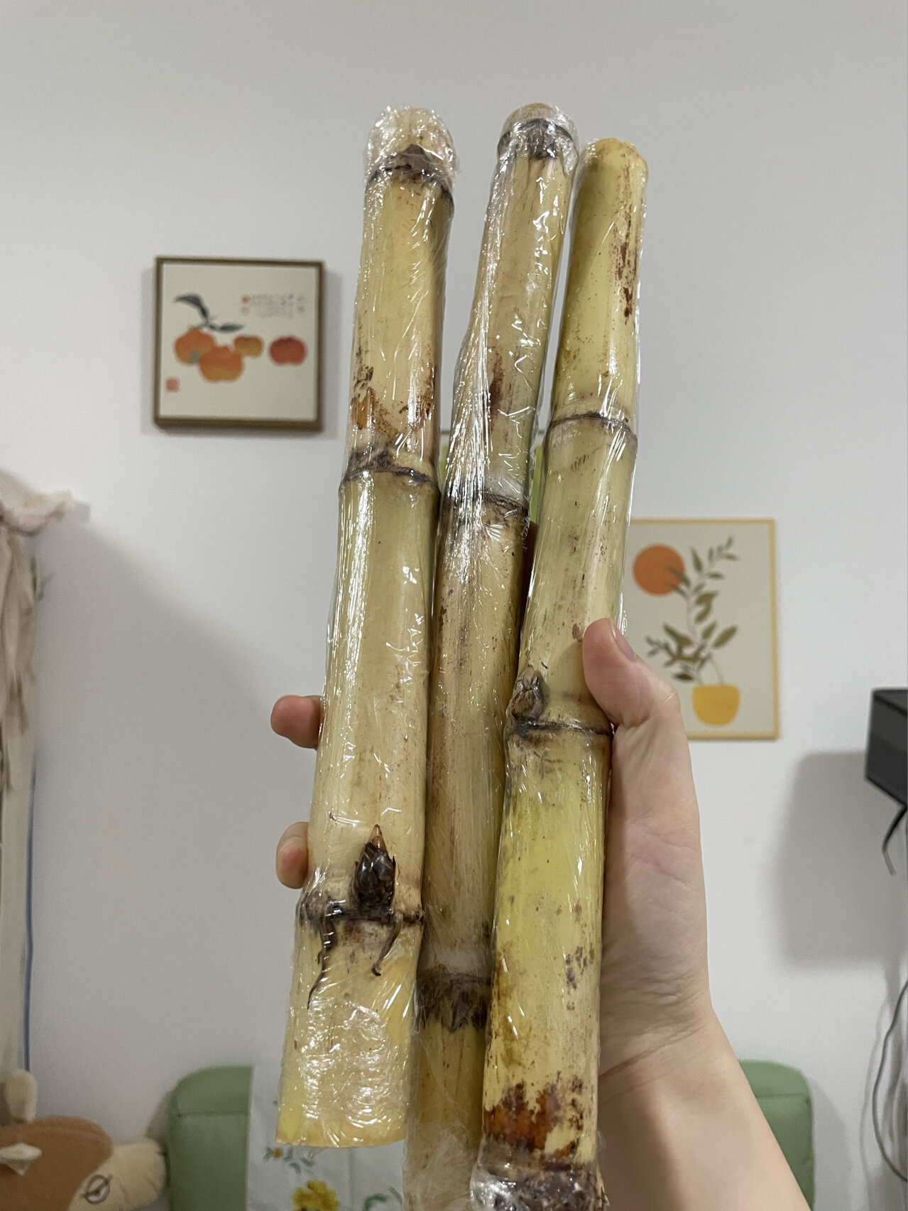 广西白玉甘蔗 第一次吃这品种的甘蔗(广西贵港木格白玉蔗),名字也很