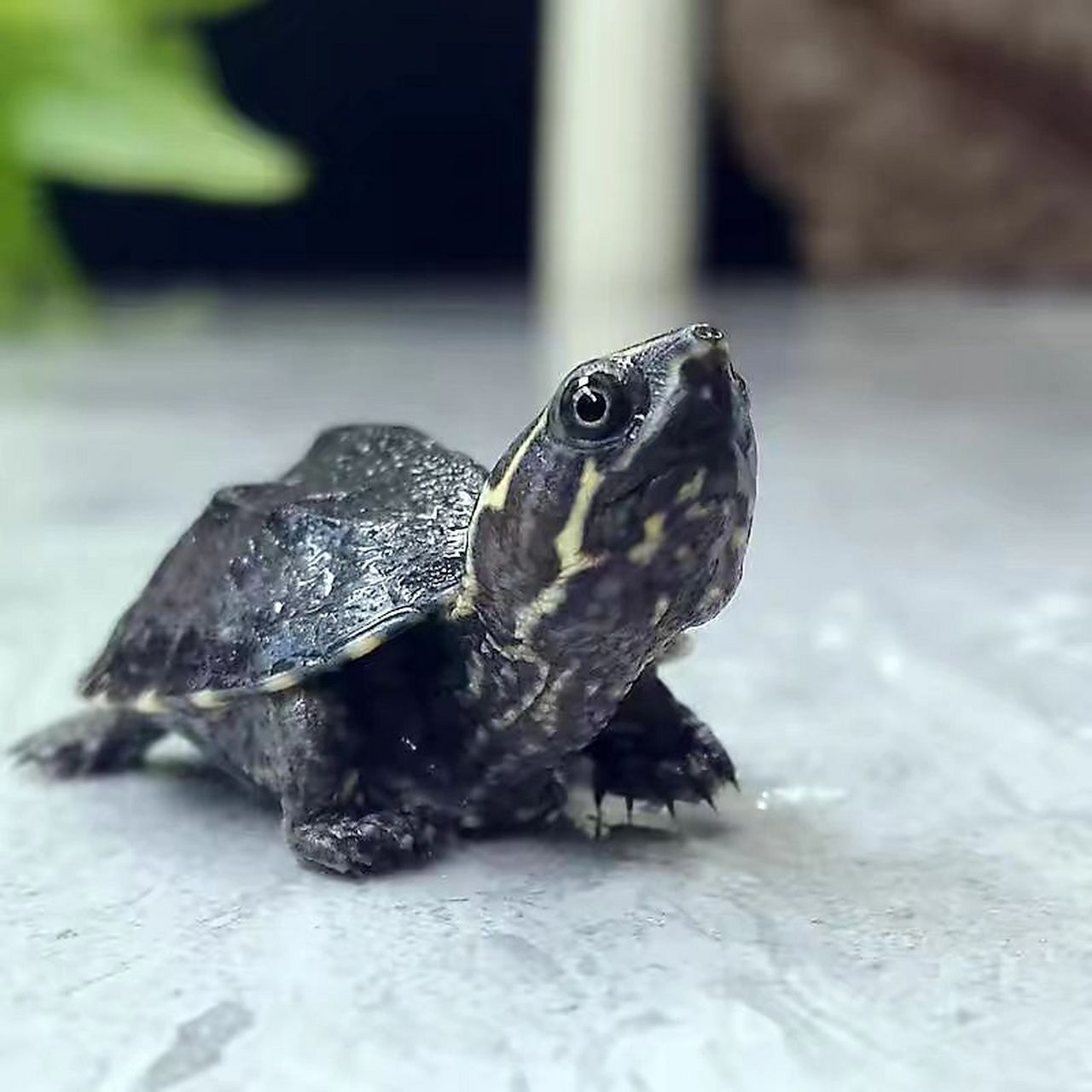 麝香蛋龟 今天我们介绍一种其貌不扬的小型蛋龟,它是一只黑不溜秋的