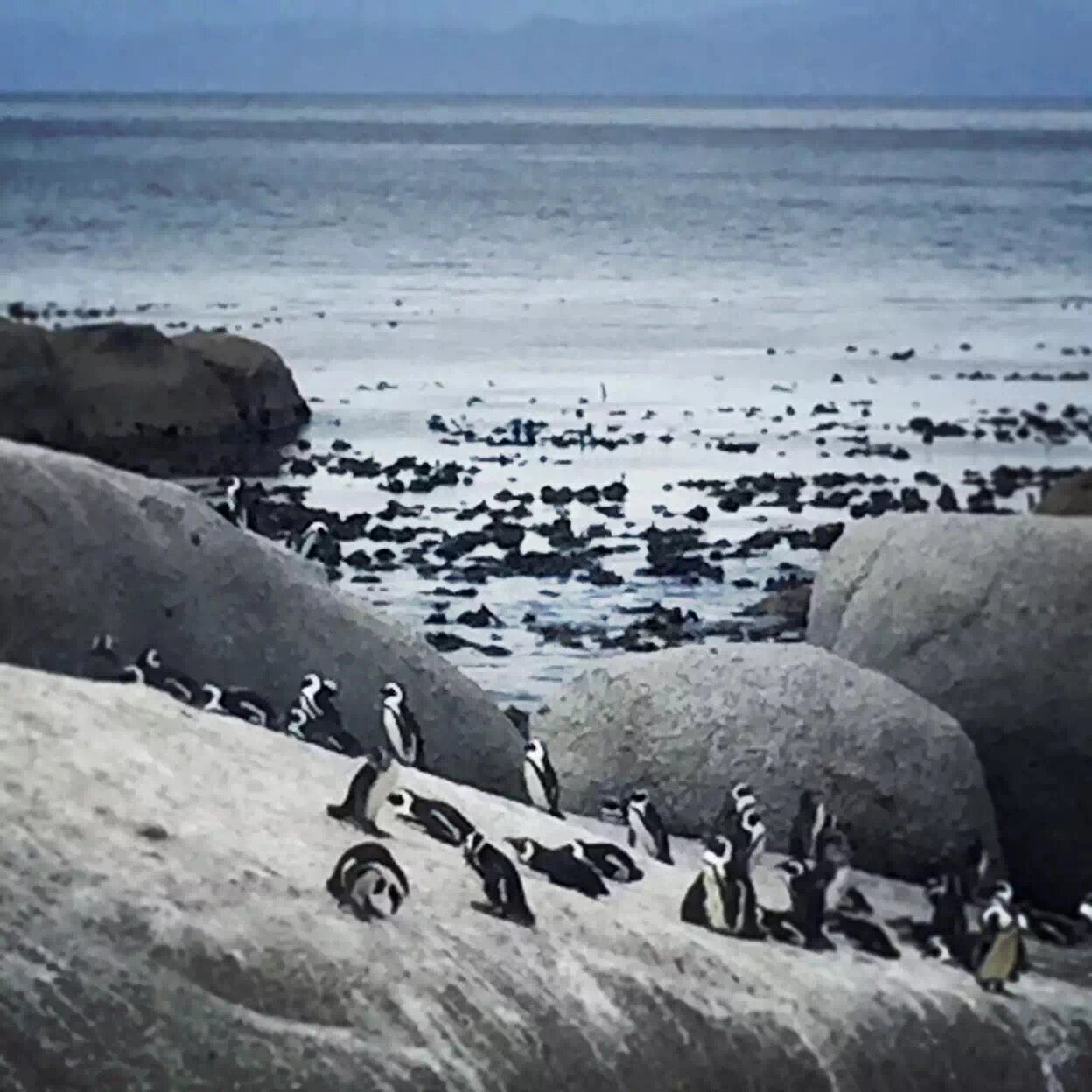 重度禽类恐惧症患者不怕企鹅 最近定了件期待已久的大事儿  付上2015