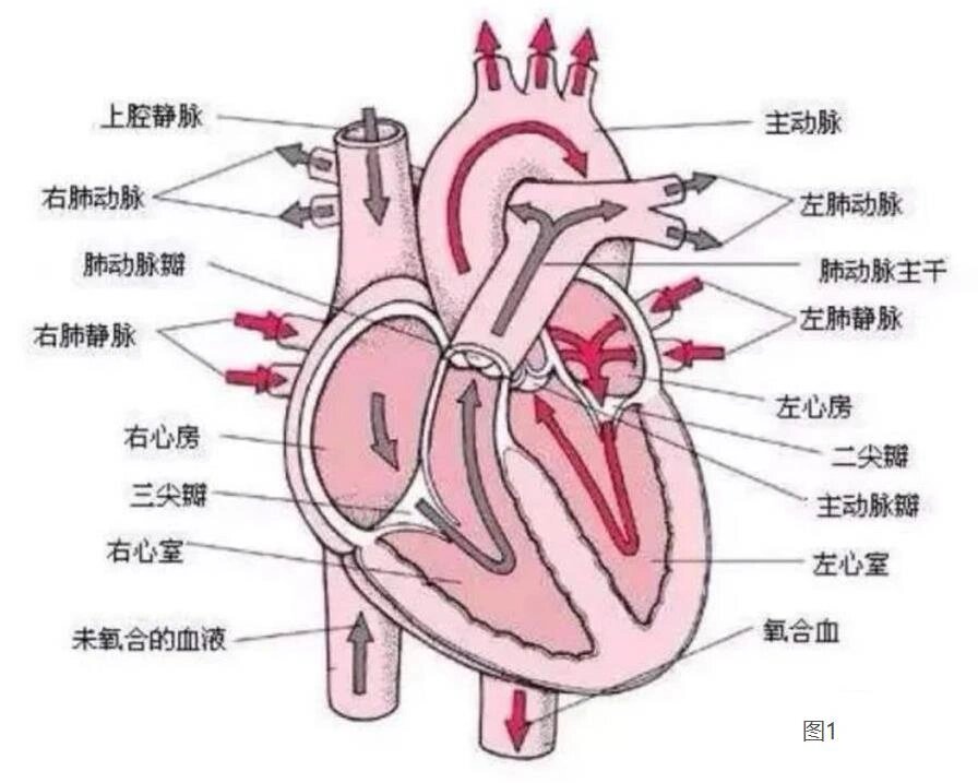 烧瓶心 形心图片