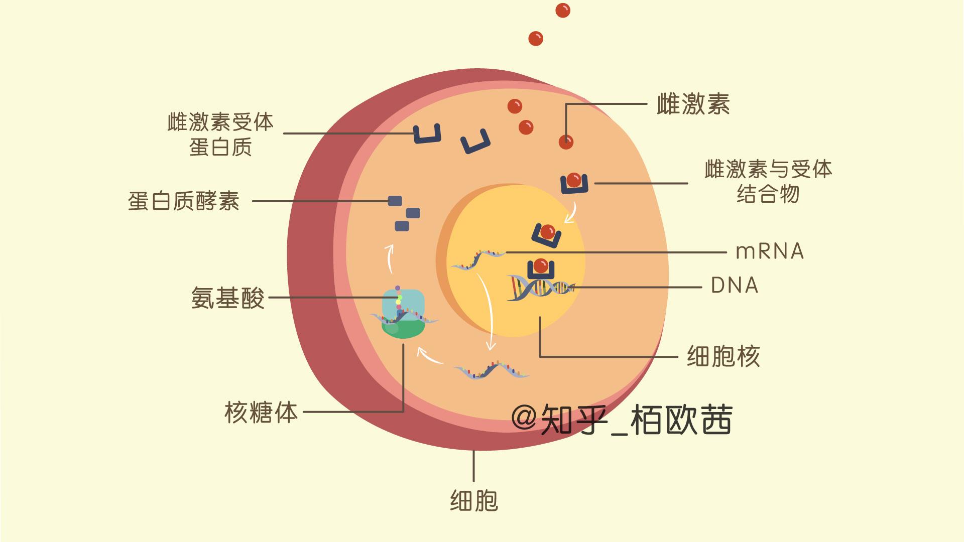 怎样补充雌性激素或者说增加雌性激素的分泌