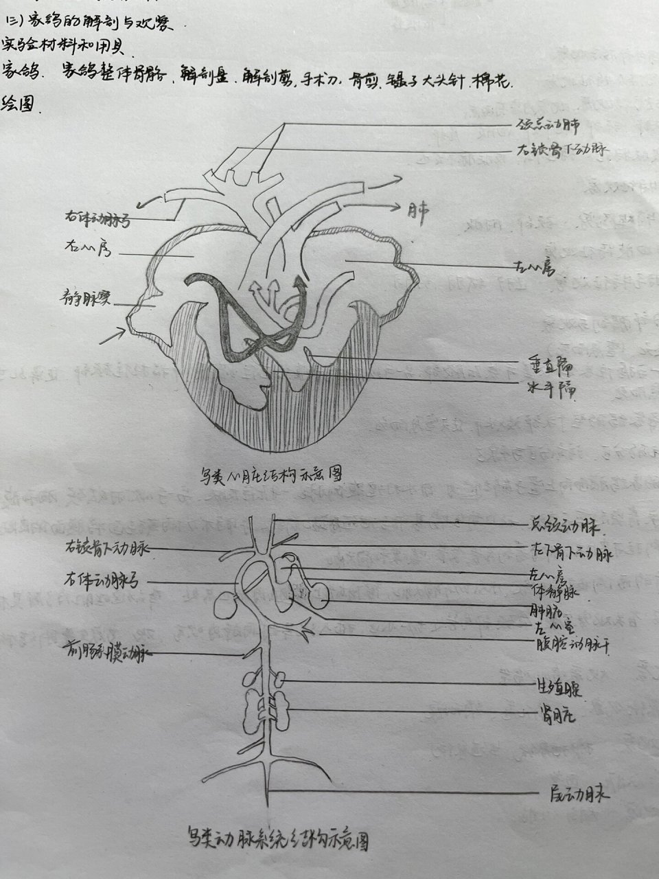 家鸽的解剖结构图图片