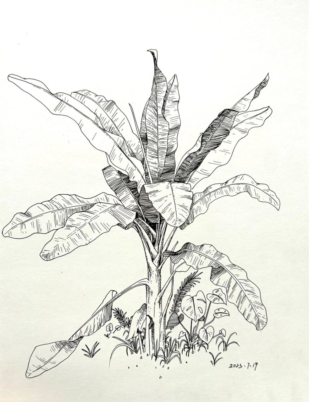 芭蕉树香蕉树傻傻分不清楚 | 速写练习