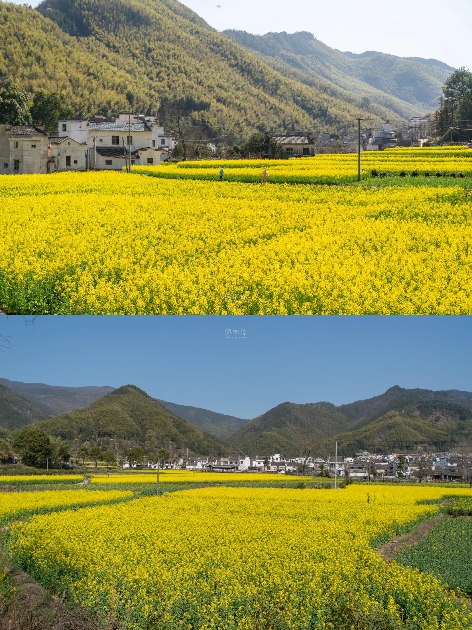 三月油菜花,避开婺源,皖南不香吗 3-15,黟县宏村的油菜花实拍,在卢村