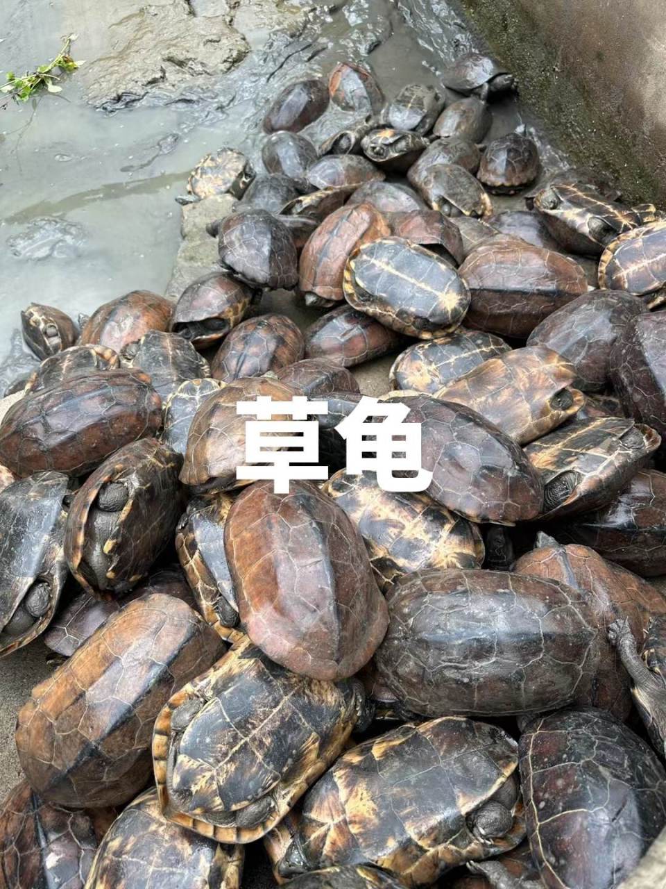 外塘中华草龟;1到3斤,50一斤,煲汤营养,可以养殖,产蛋皆可,餐饮店煲汤