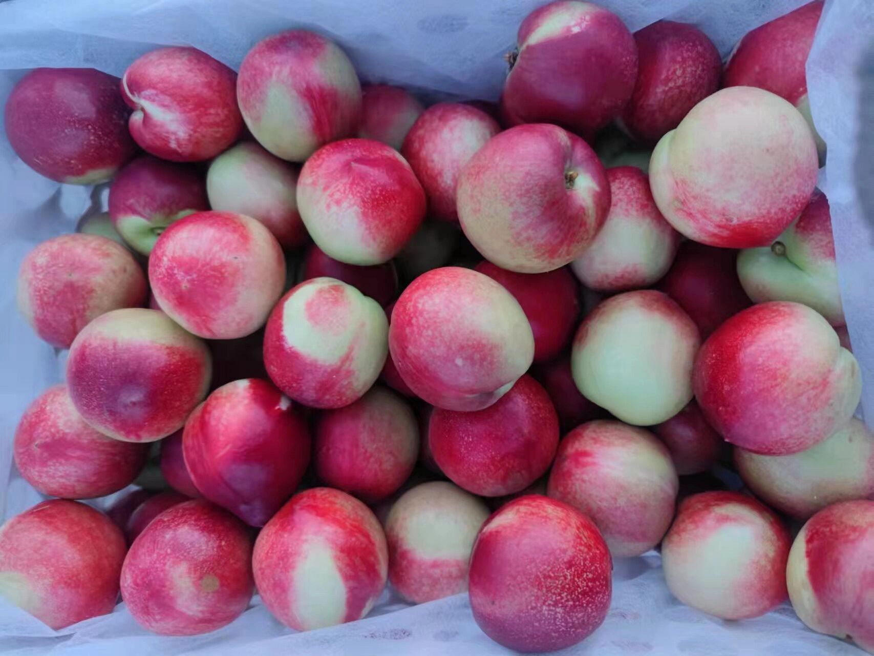 桃子现在种类是最全的时候了 好吃的桃子全部下来了,尤其是新疆的小桃
