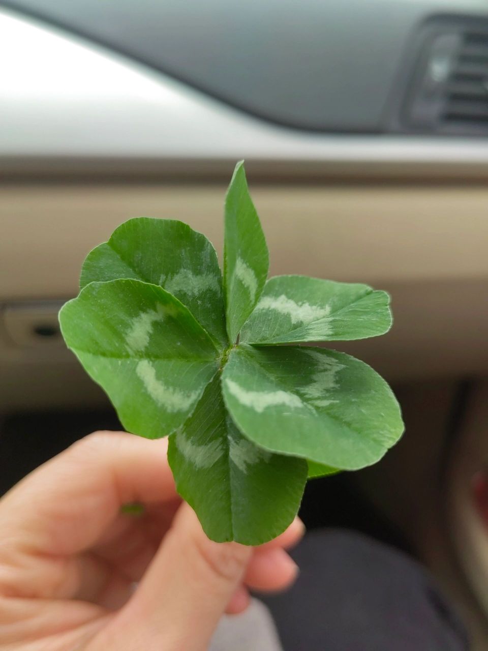 92四叶草代表幸运 在三叶草中寻找四叶草, 我已经驾轻就熟, 每次