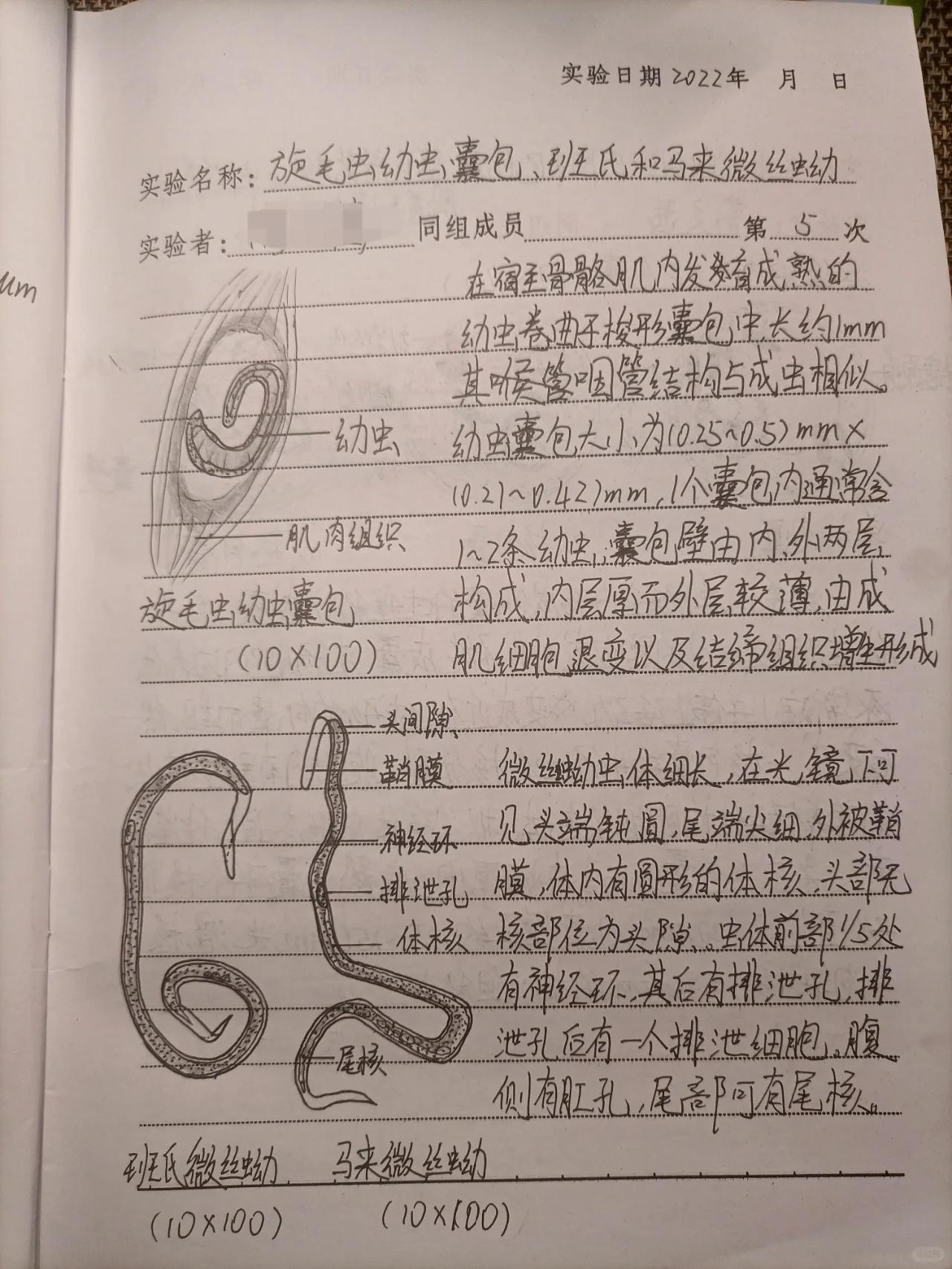 旋毛虫幼虫囊包颜色图片