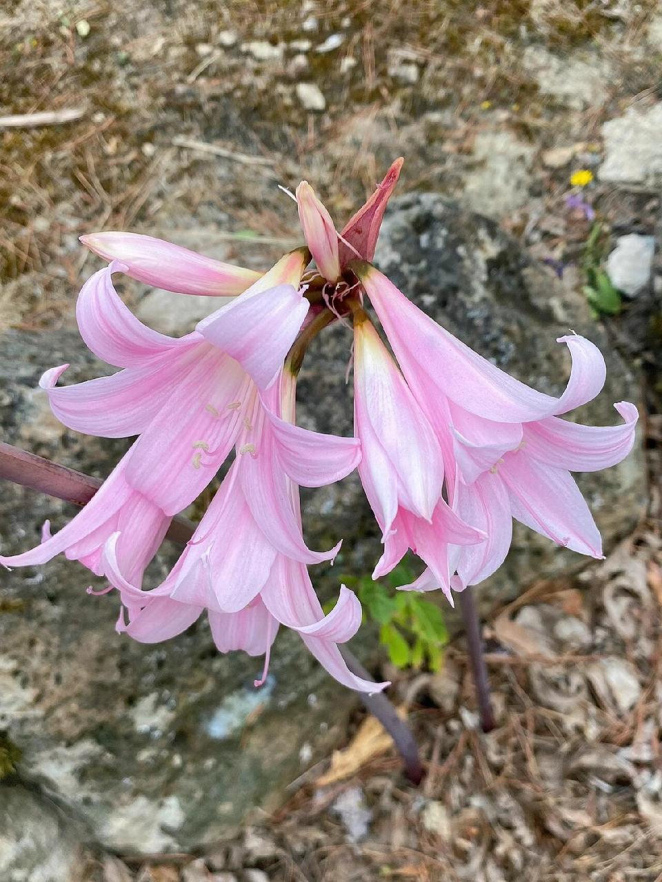 三月lily二月开 今年的南非孤挺花开的都很早,基本二月初或者中旬就