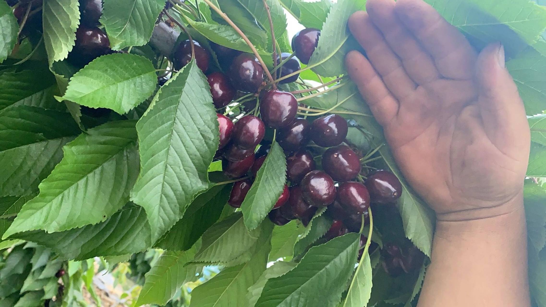 超赞的俄罗斯8号大樱桃 俄罗斯8号大樱桃简称俄8,个大,肉厚,汁水多