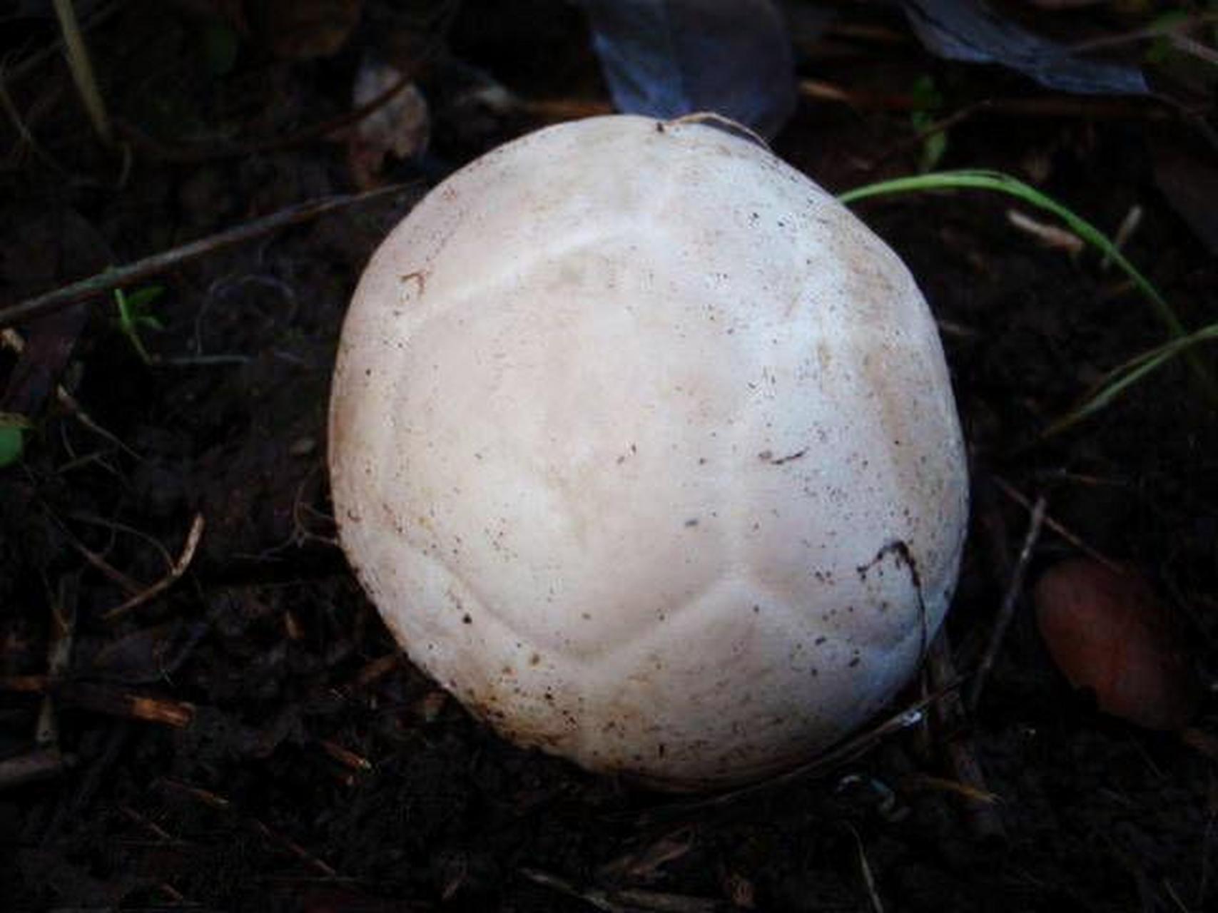 篮子臭角 拉丁学名:clathrus ruber 目:鬼笔目 科:鬼笔科 属:笼头菌属