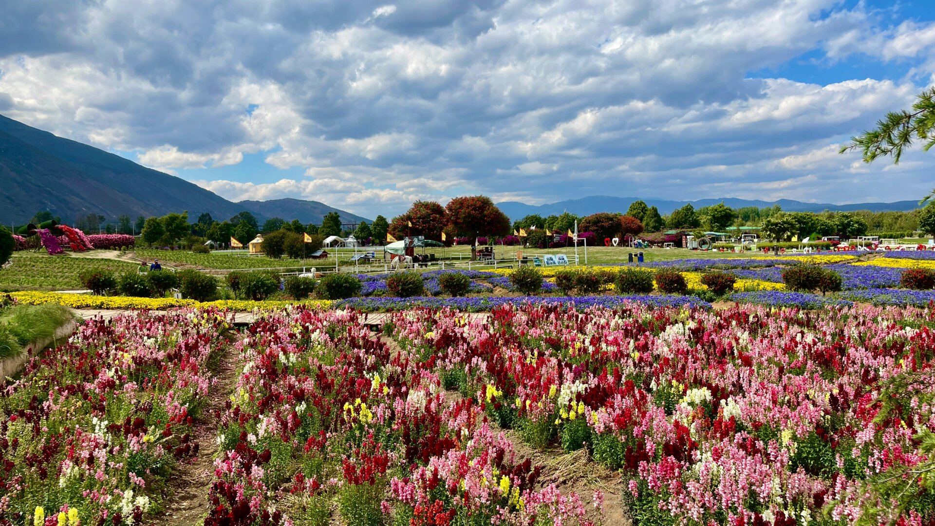 大理·花语牧场