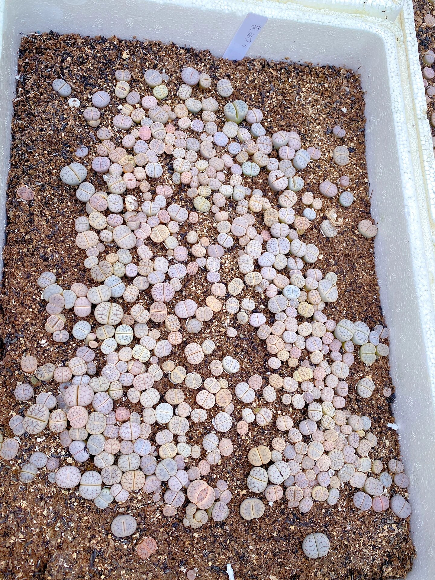 生石花基地批发 量大价优 黄巴黎 红大内  捷克宝石 菊化石 荒c262 荒