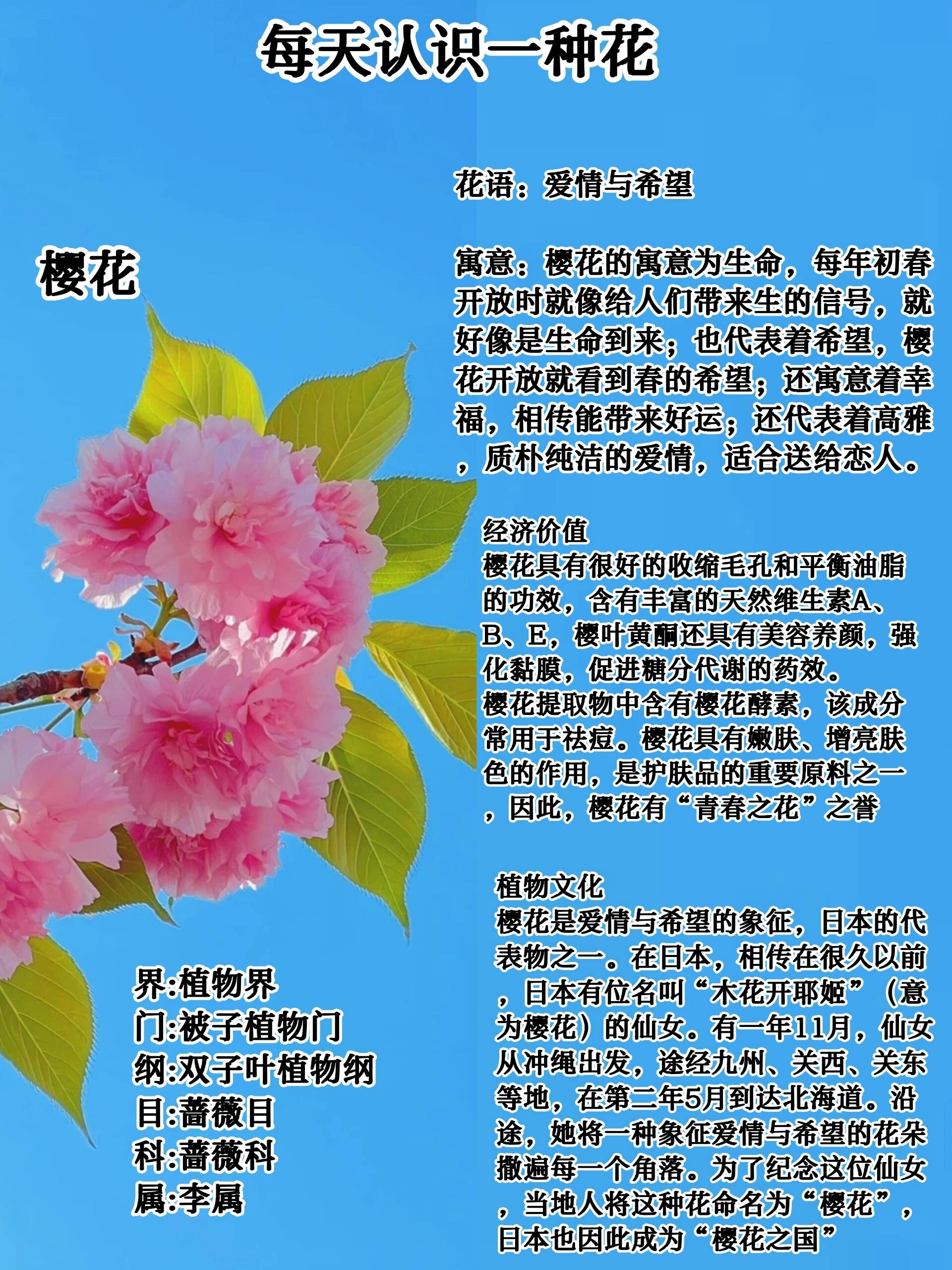 每天认识一种花