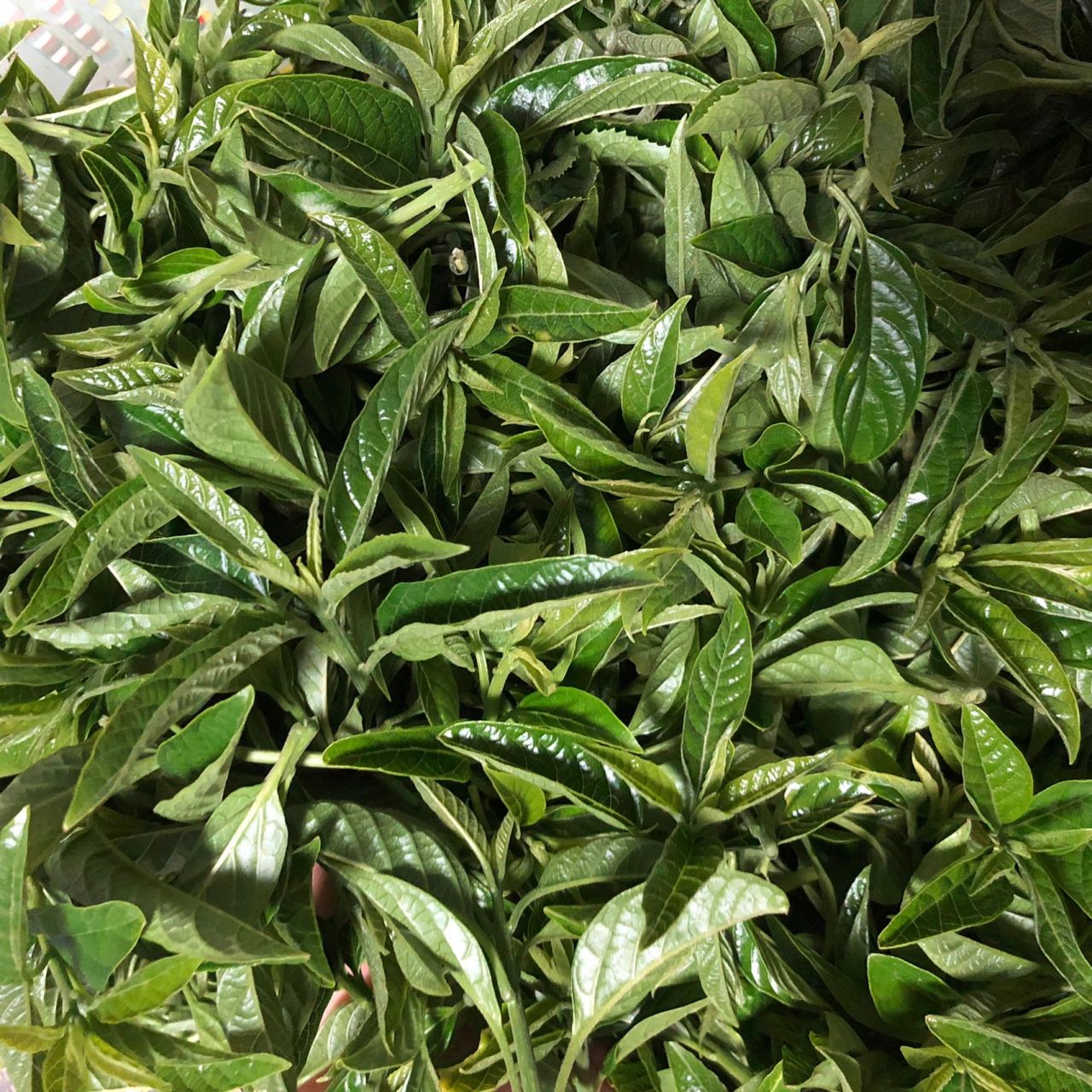 坐标浙江温州这种野菜60一斤  我们温州叫它青草心,不知道学名叫什么