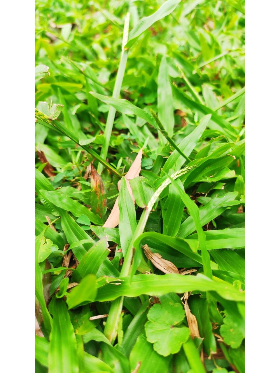 28.地毯草---我身边的100种植物 也叫大叶油草