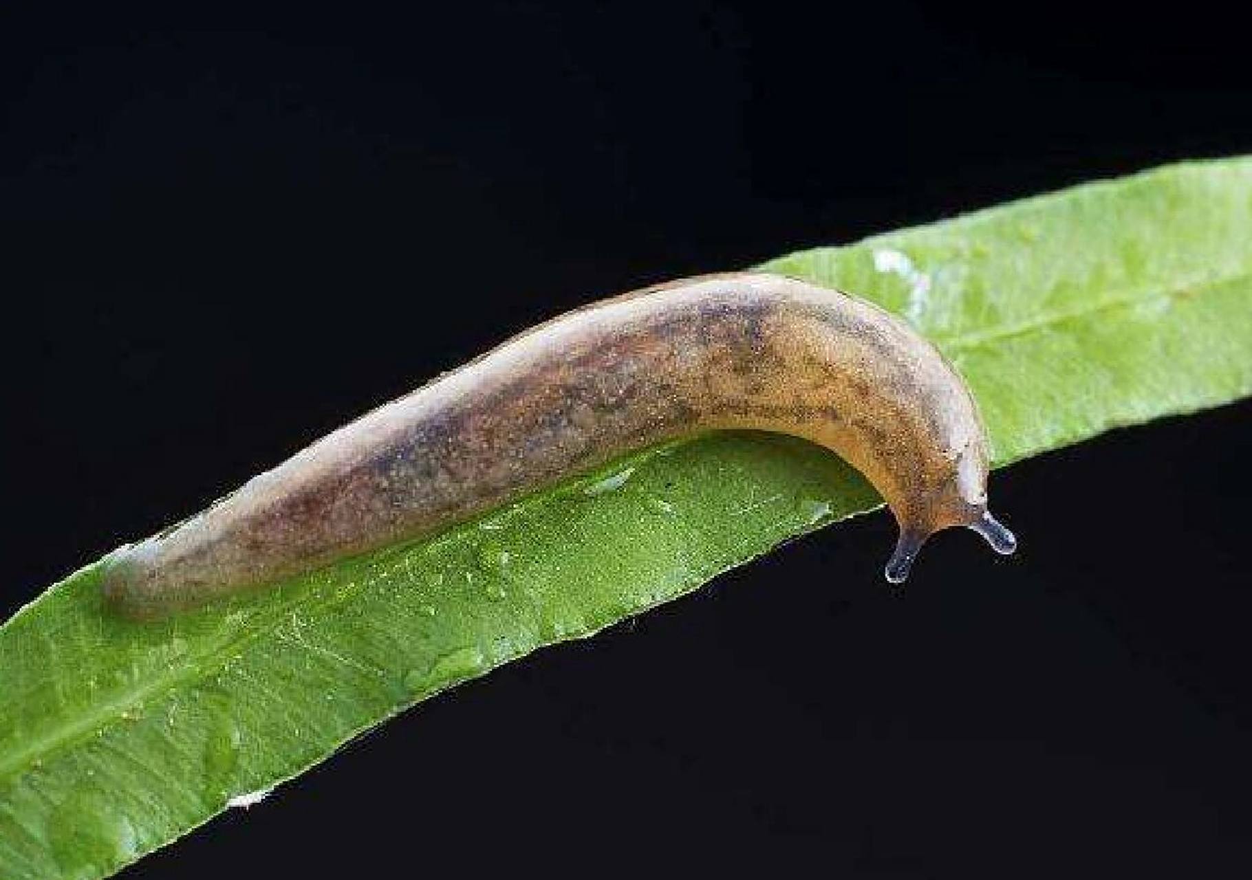 家里鼻涕虫怎么彻底消灭干净 鼻涕虫的样子像没有壳的蜗牛,外表看起来