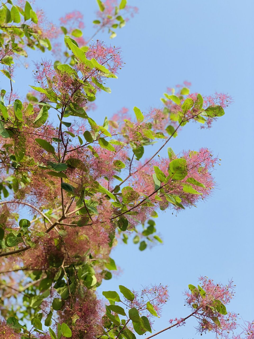 黄栌花也是美美哒 见过秋天满树红叶的黄栌,却是第一次看到开花的黄栌