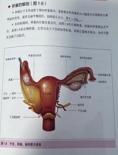 每个人的左卵巢大小可能稍微不同,这和遗传,营养等因