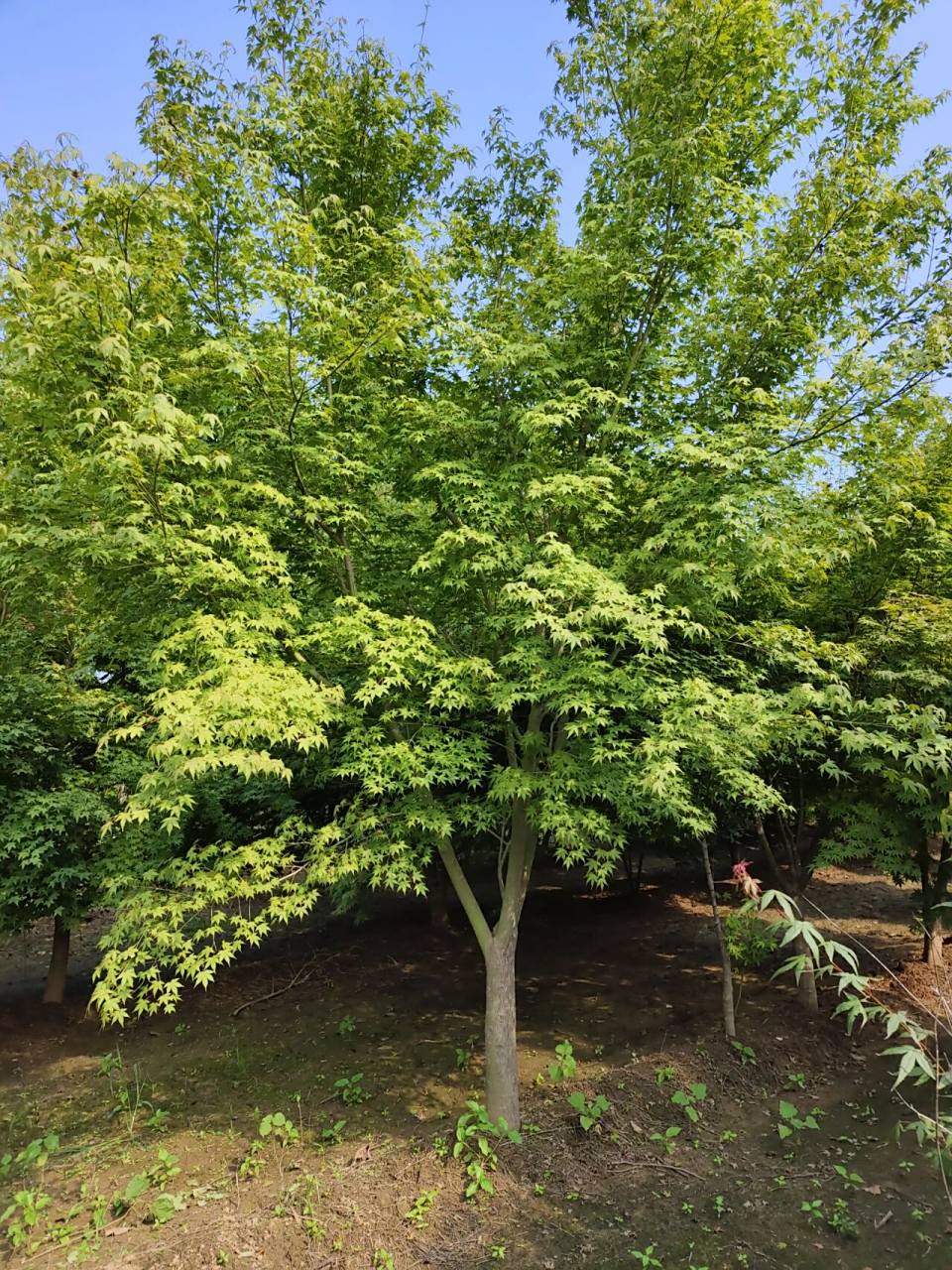 丛生鸡爪槭 鸡爪槭属落叶小乔木,是名贵的观赏树种,无论栽植于何处,都