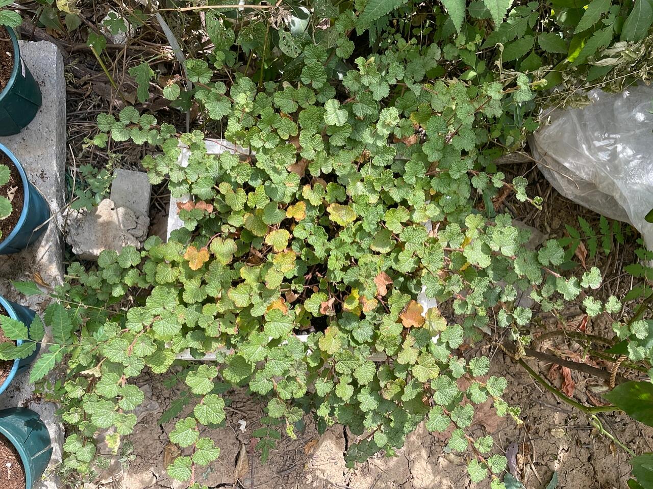 玉山悬钩子 满满的一盆野草