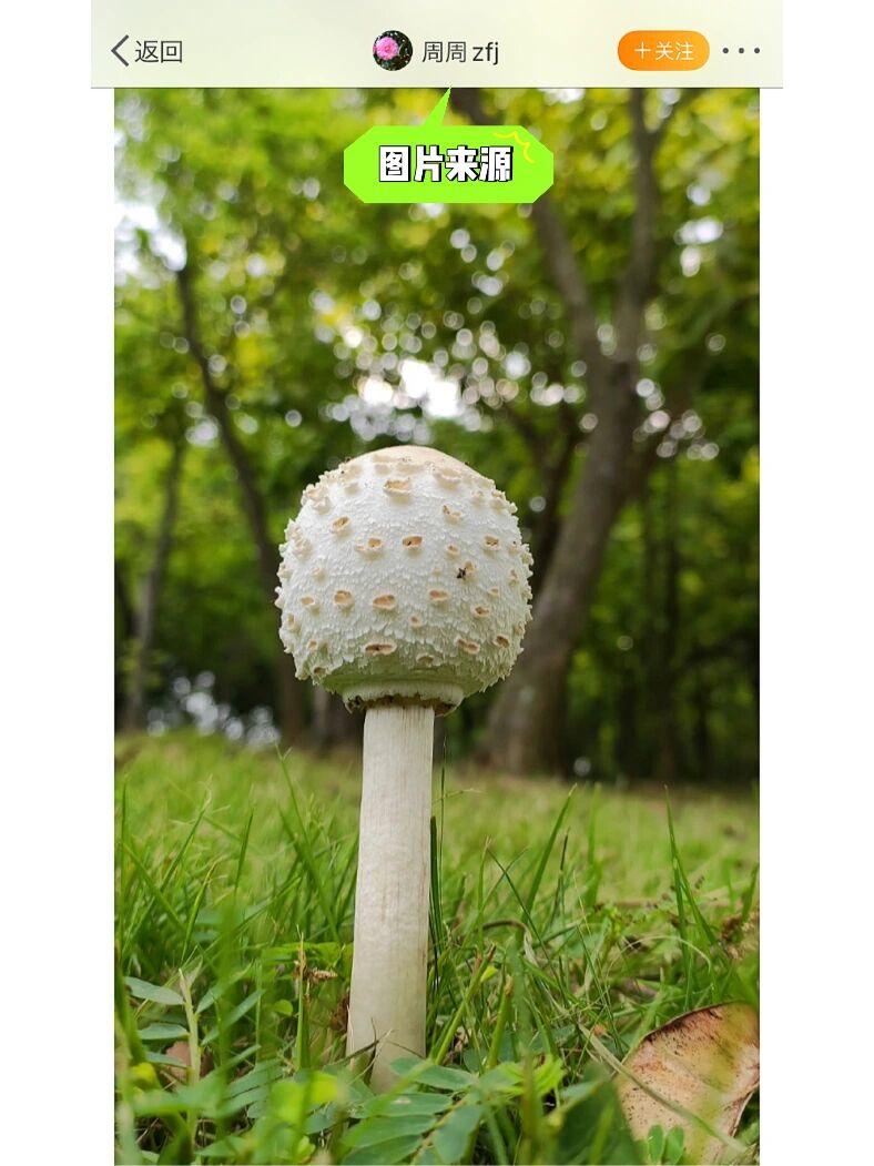 大青褶伞蘑菇图片