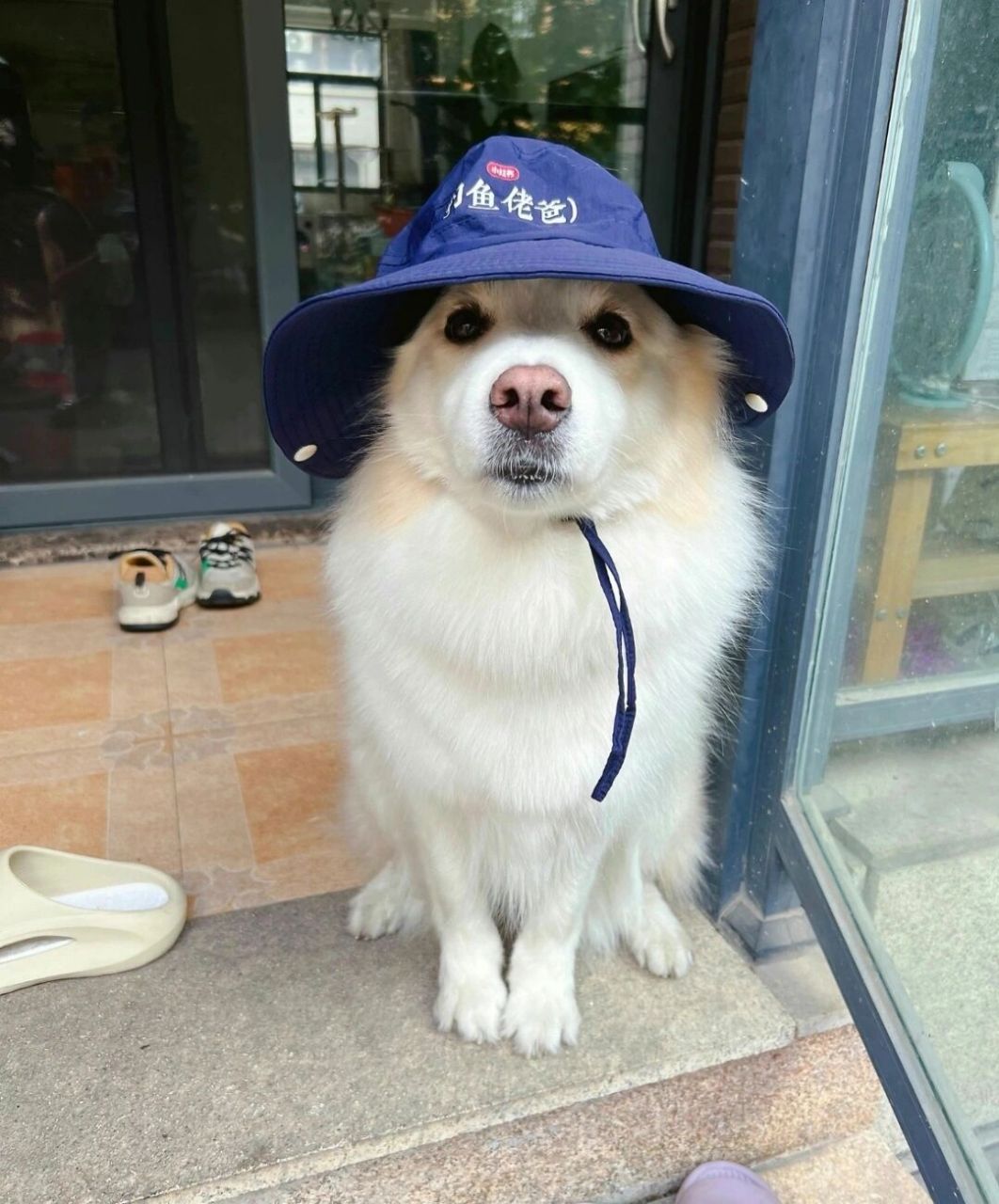 边牧是边牧,贝拉是贝拉 #边牧陈贝拉