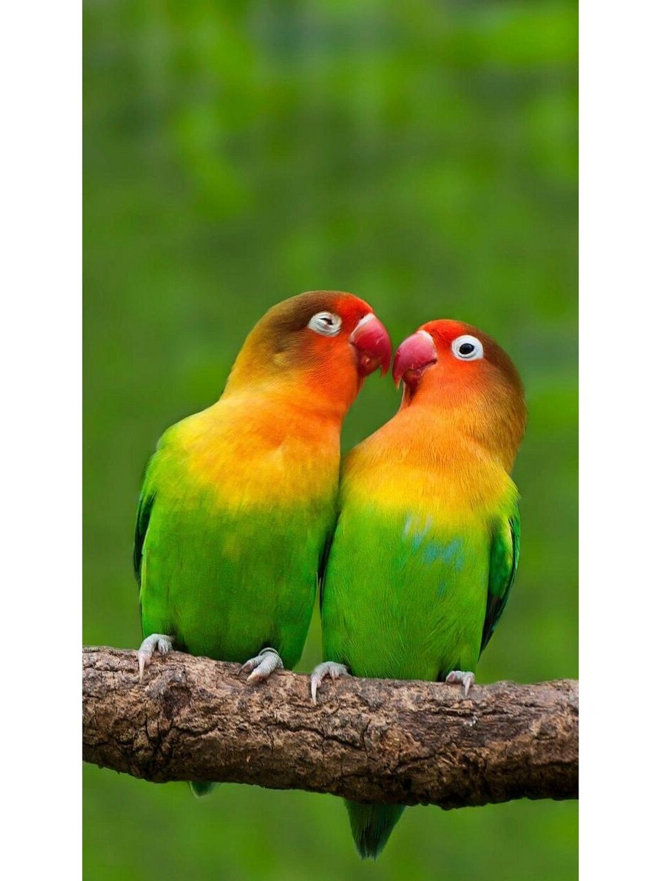 简单介绍下,牡丹鹦鹉属的鹦鹉又称为爱情鸟,是牡丹鹦鹉属内所有物种的