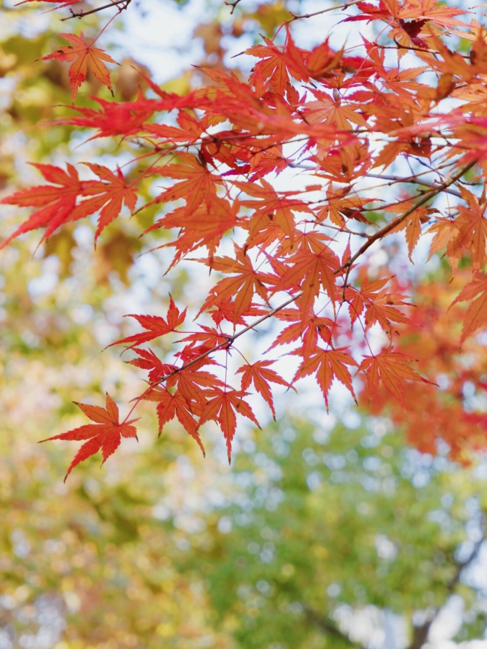 枫叶红了 红叶最多情 一语寄相思