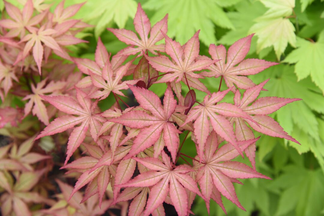 琥珀精灵 acer palmatum amber ghost