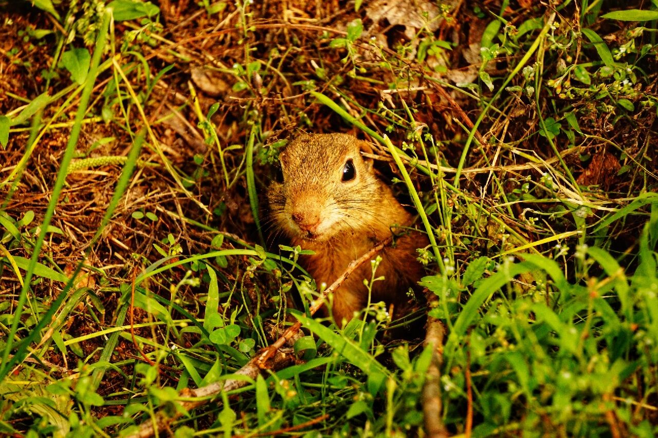 鼹鼠,一种哺乳动物.体矮胖,长10余厘米,毛黑褐色,嘴尖.