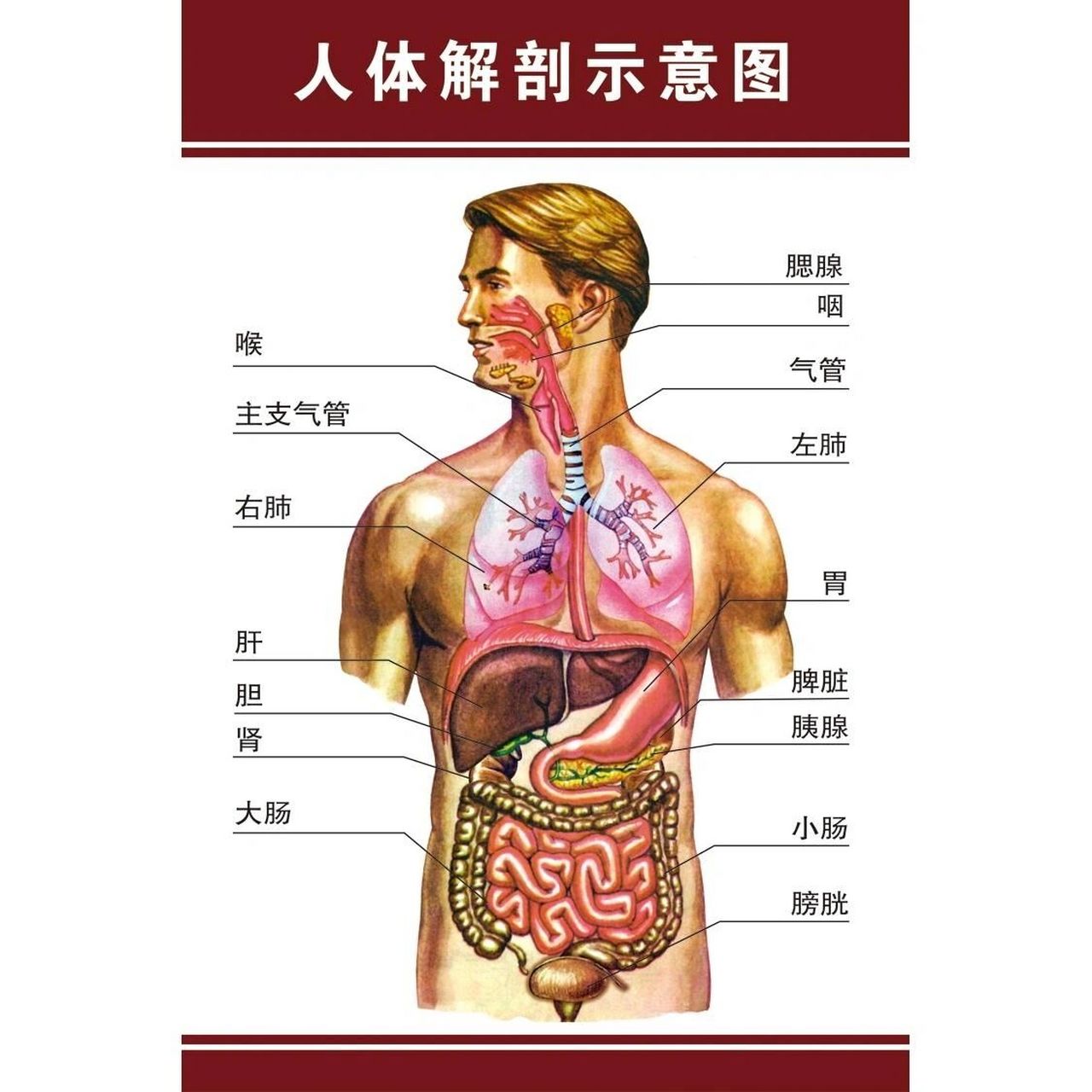 人体解剖图的位置图图片