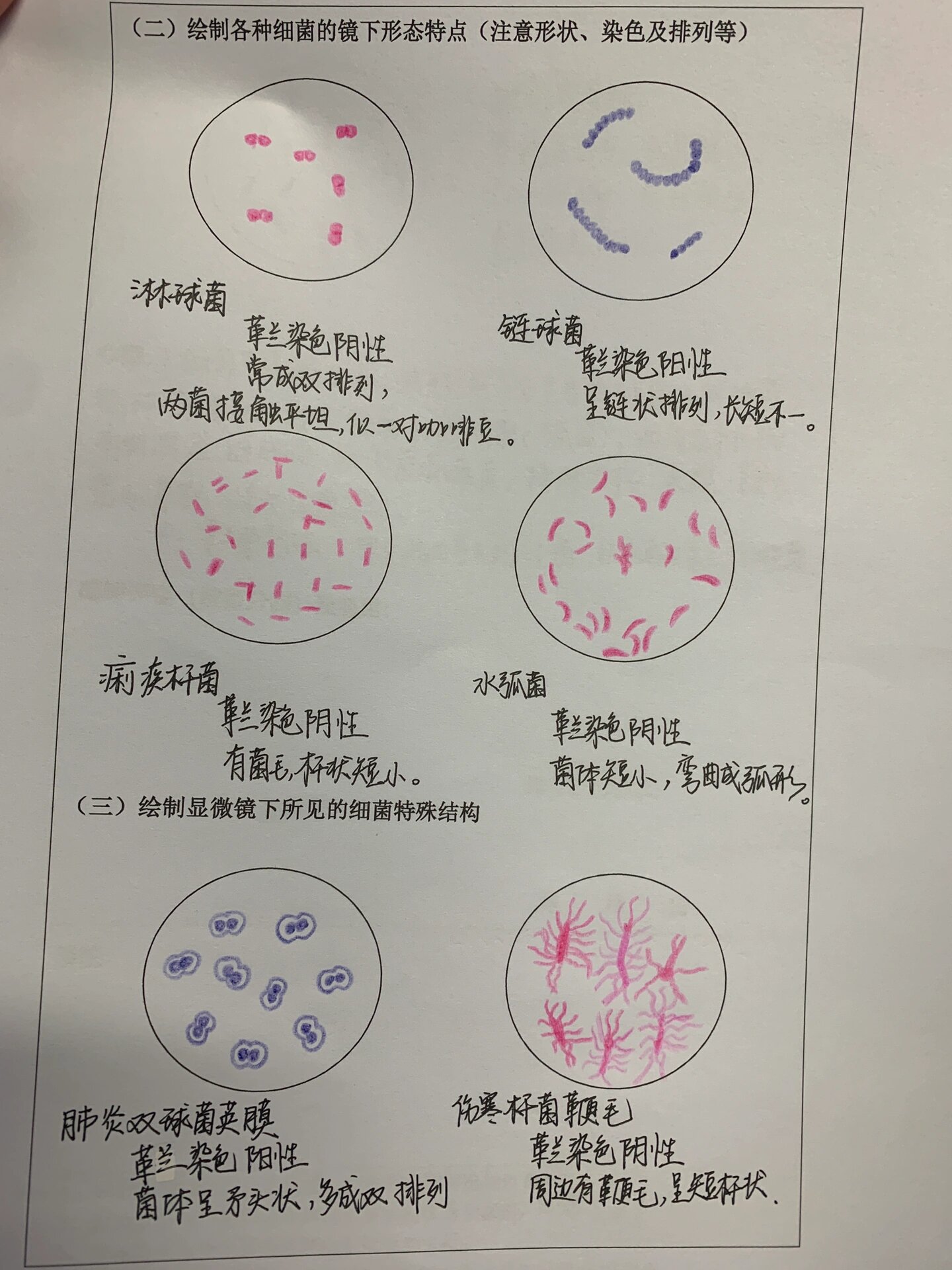 醋酸菌革兰氏染色图片