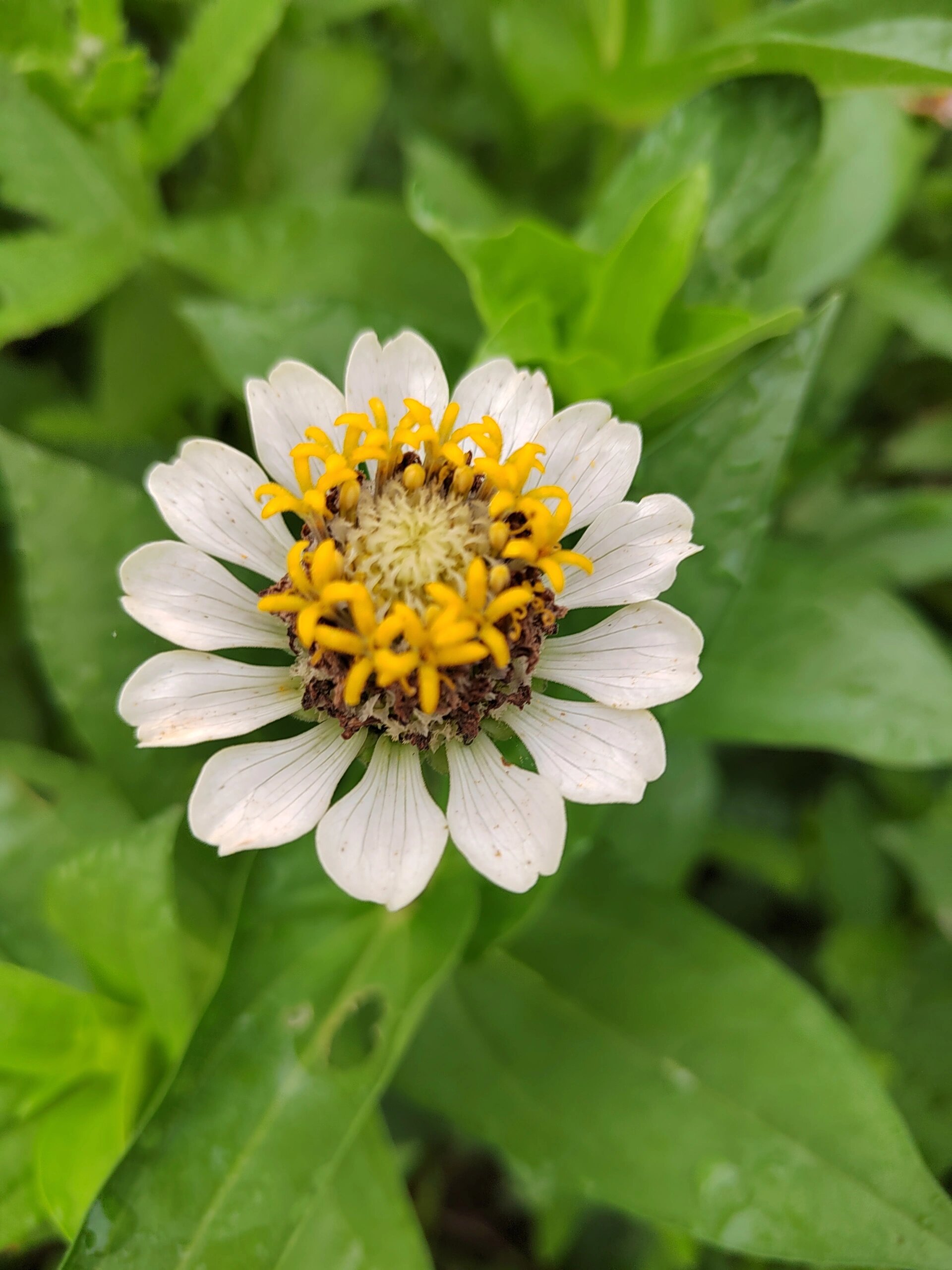 又名步步登高,节节高,鱼尾菊,火毡花,百日草等,为菊科(asteraceae)