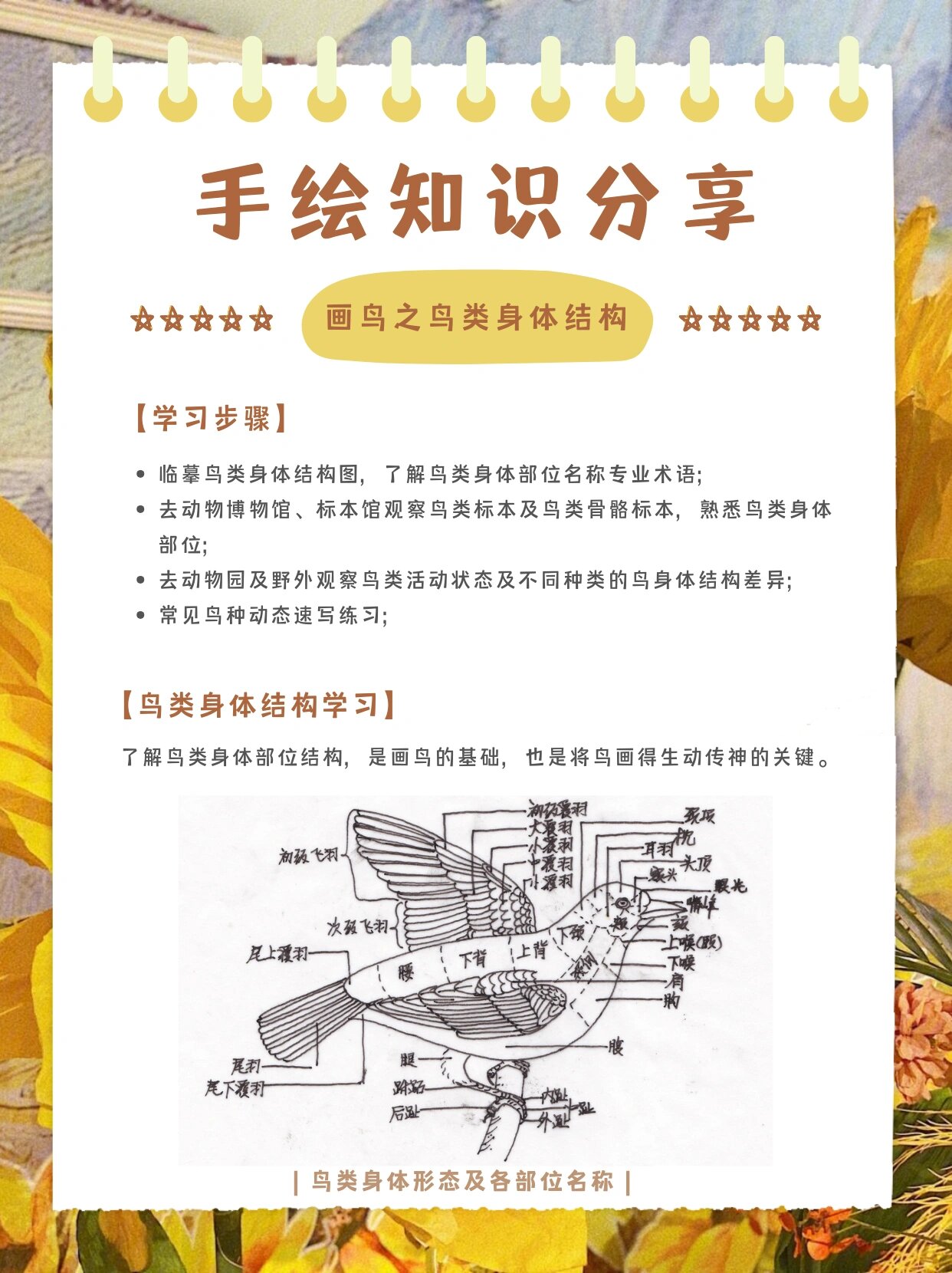 手绘知识|画鸟之鸟类身体结构