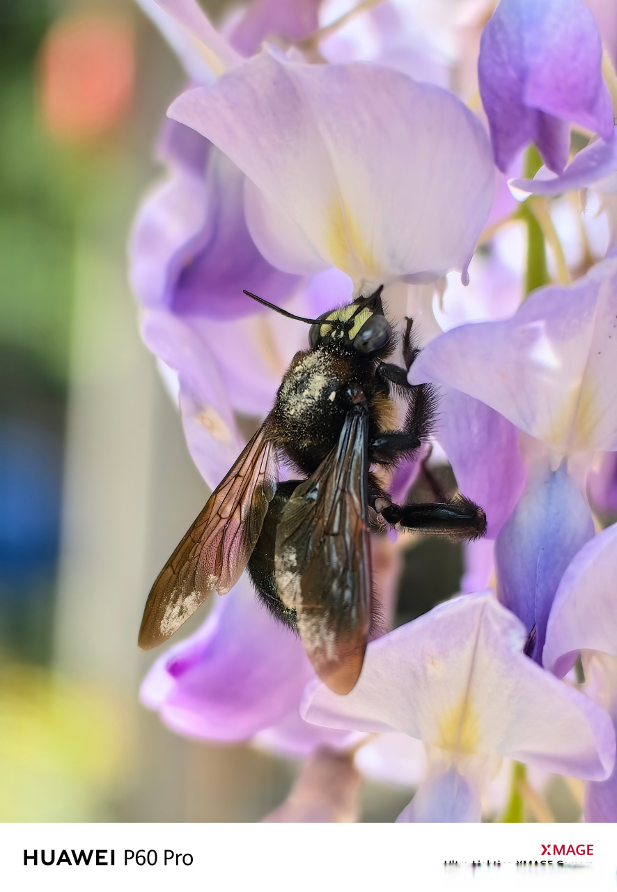 华为 p60的微距拍摄 真的是名不虚传!华为p60