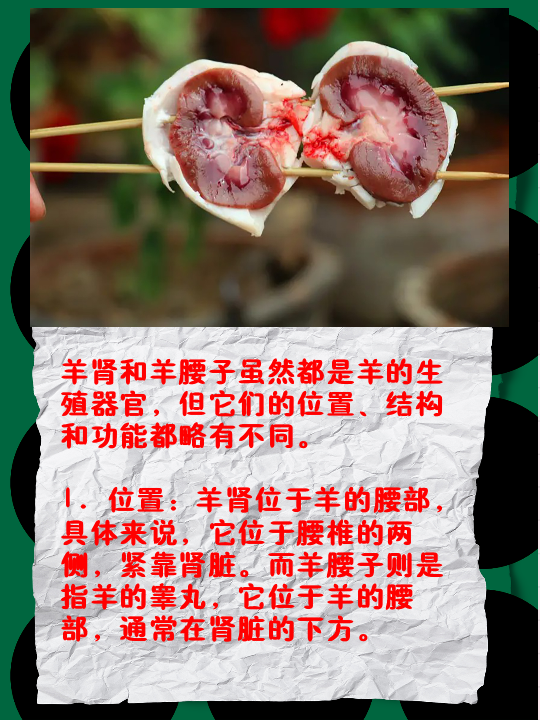 位置:羊肾位于羊的腰部,具体来说,它位于腰椎的两侧,紧靠肾脏.