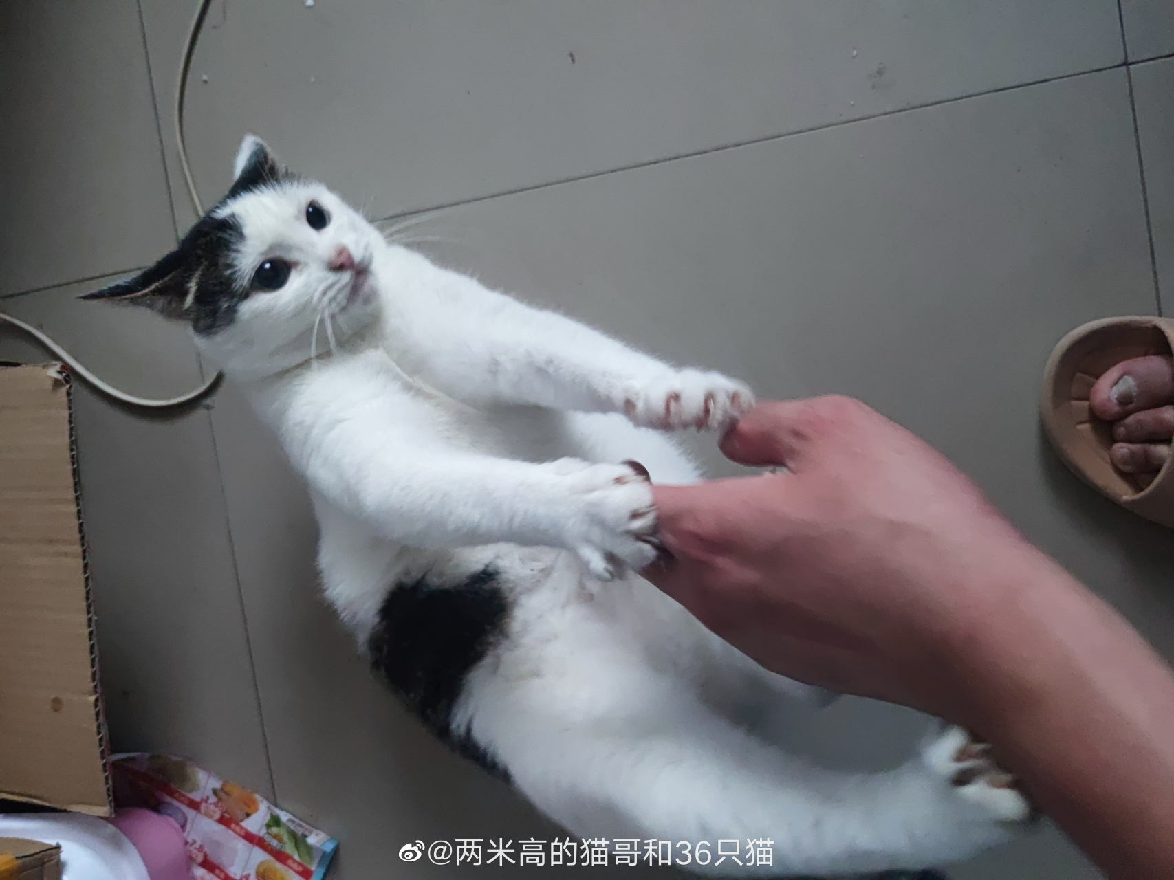 盯裆猫#最萌宠物