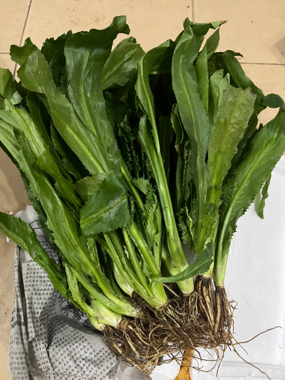 拼夕夕 3块钱9012颗缅甸香菜! # pdd买的3块多,将近12颗缅甸芫荽.
