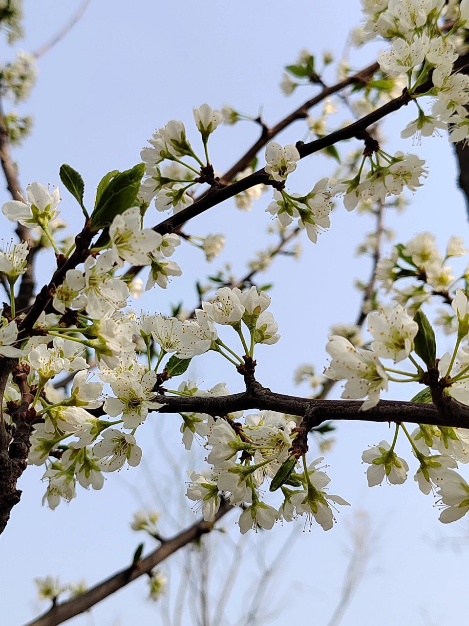每日一花(李花) 李花 学名:prunus02l.