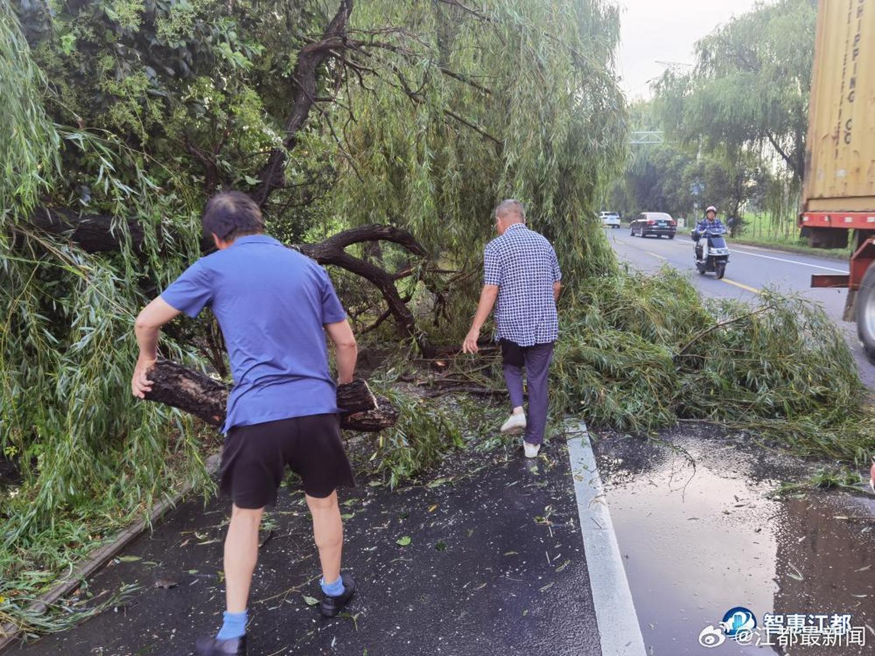 【江都大桥镇突遭狂风暴雨天气,多棵大树被风刮倒在路中间……】7月27