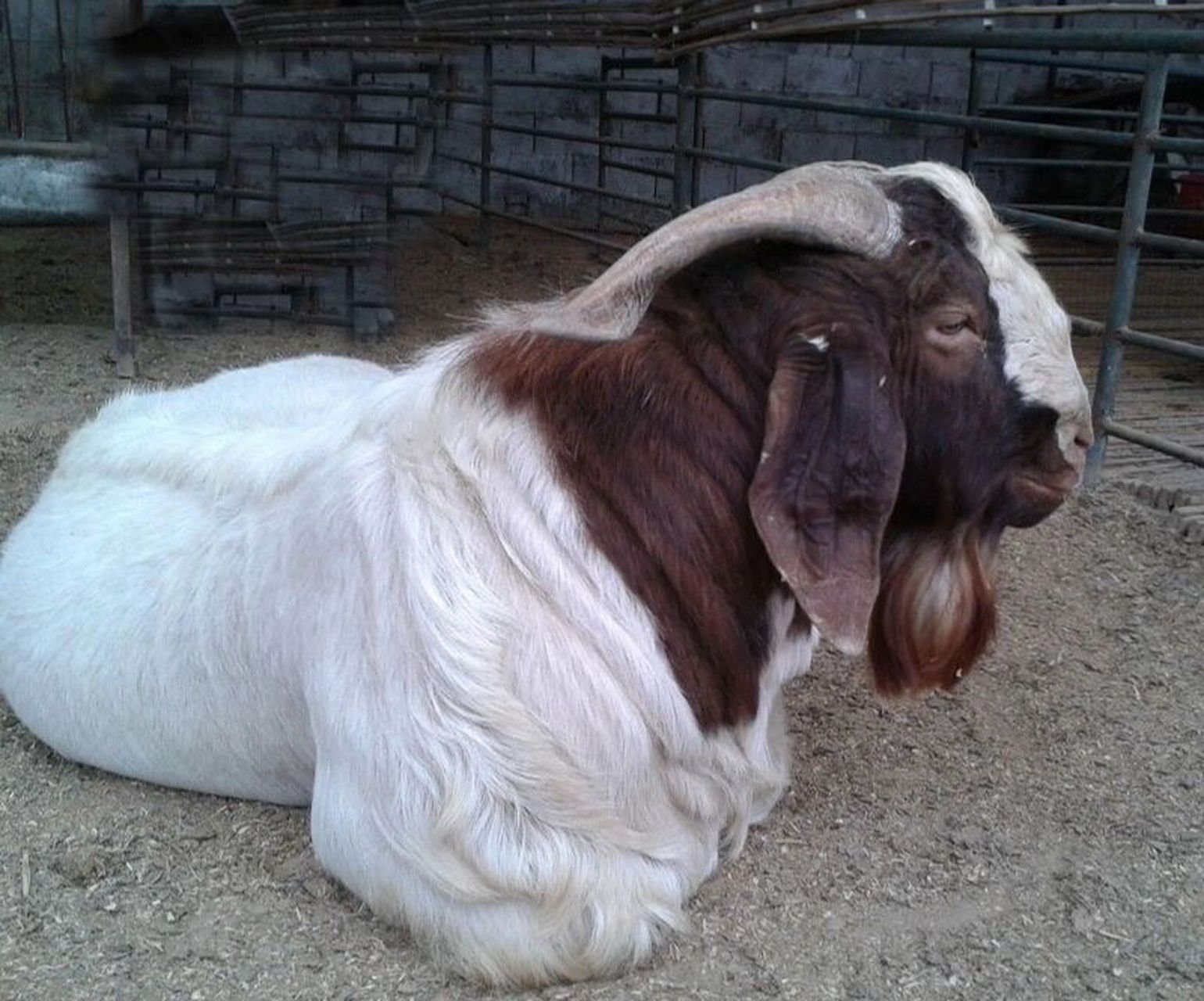 关于波尔山羊的起源故事 关于波尔山羊的起源,目前有几种起源的说法