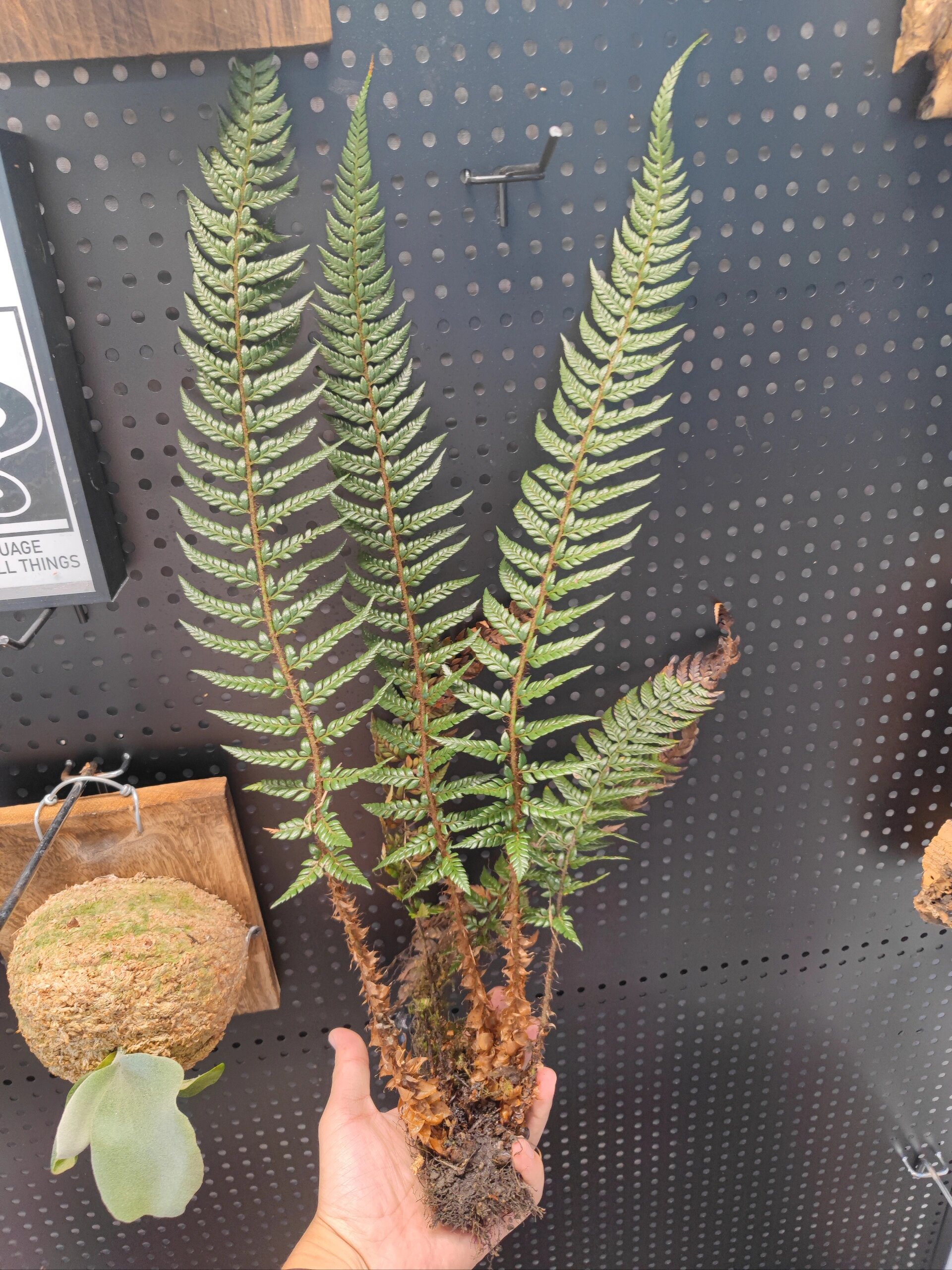 革叶耳蕨 稀有原生蕨类