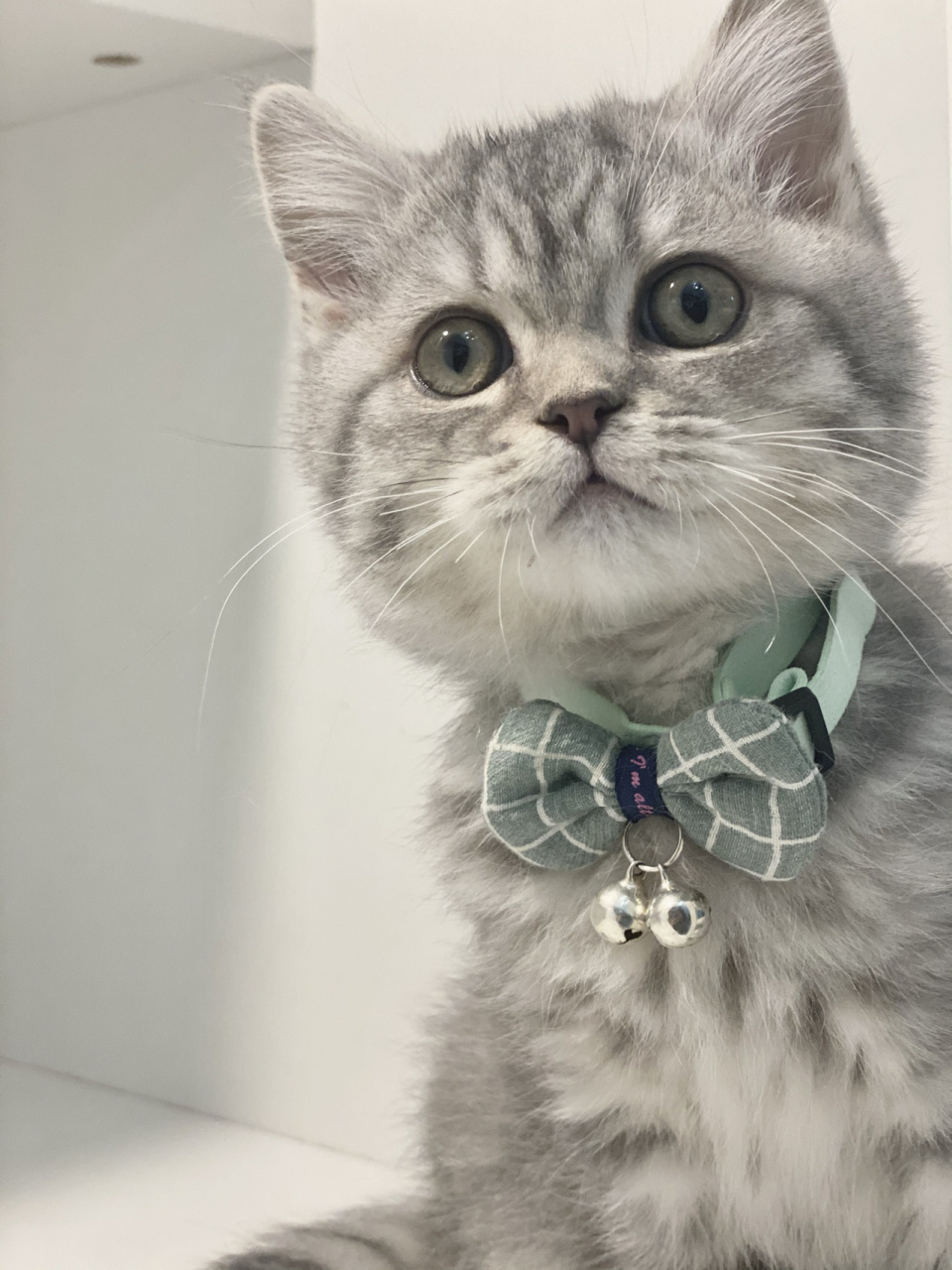 英国短毛猫银虎斑猫银渐层虎斑猫英短猫 英短银虎斑dd,年龄3月半 已打