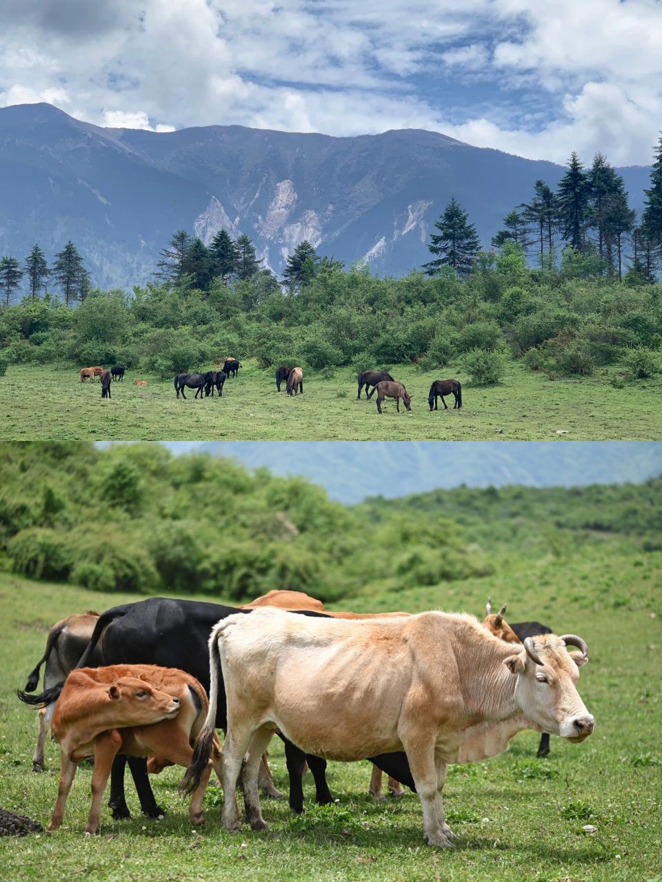 耿达|熊猫坪 94熊猫坪,位于卧龙耿达乡,这里的山顶有一个很大的草坪