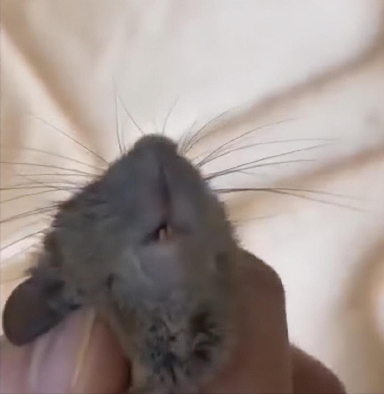 【女子徒手抓老鼠玩不慎被咬伤 :打疫苗花了1089元】3月23日,广东佛山