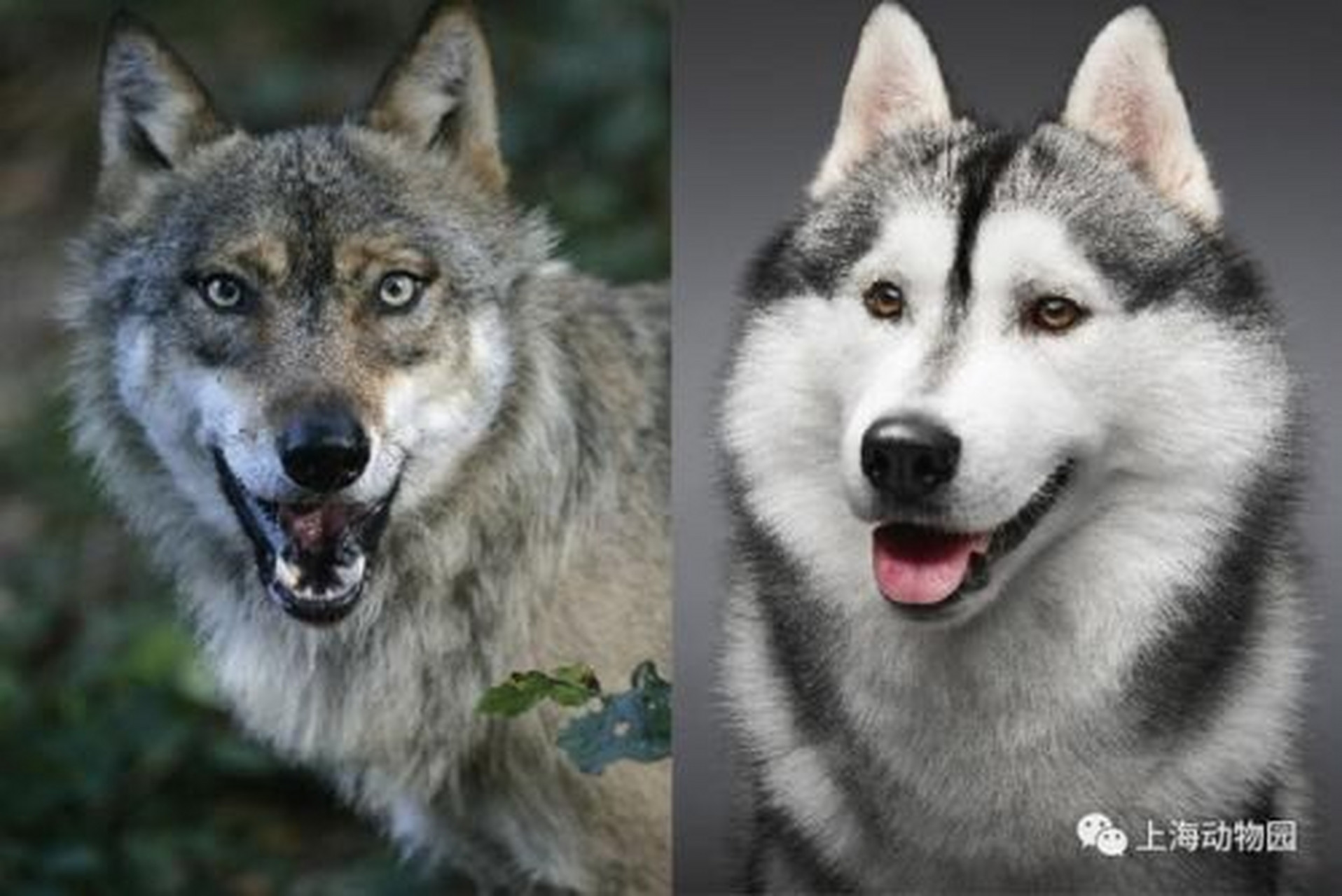 狼与狗的最大区别 实验表明,当狼够不到一个食物的时候,它会不断的想