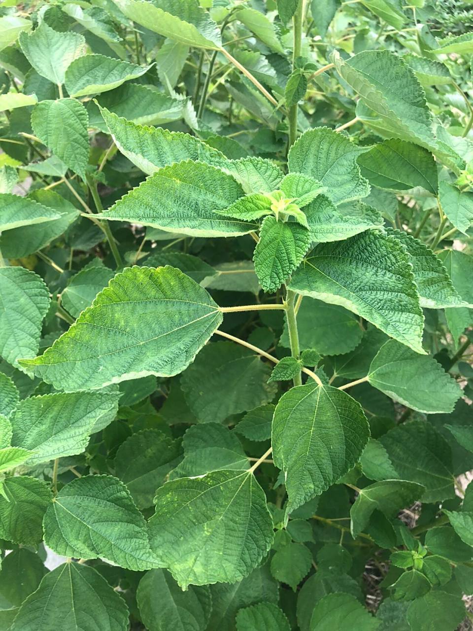 路边植物园|苎麻 幼时农人会种麻,络麻,也叫黄麻,用来做麻袋,麻绳