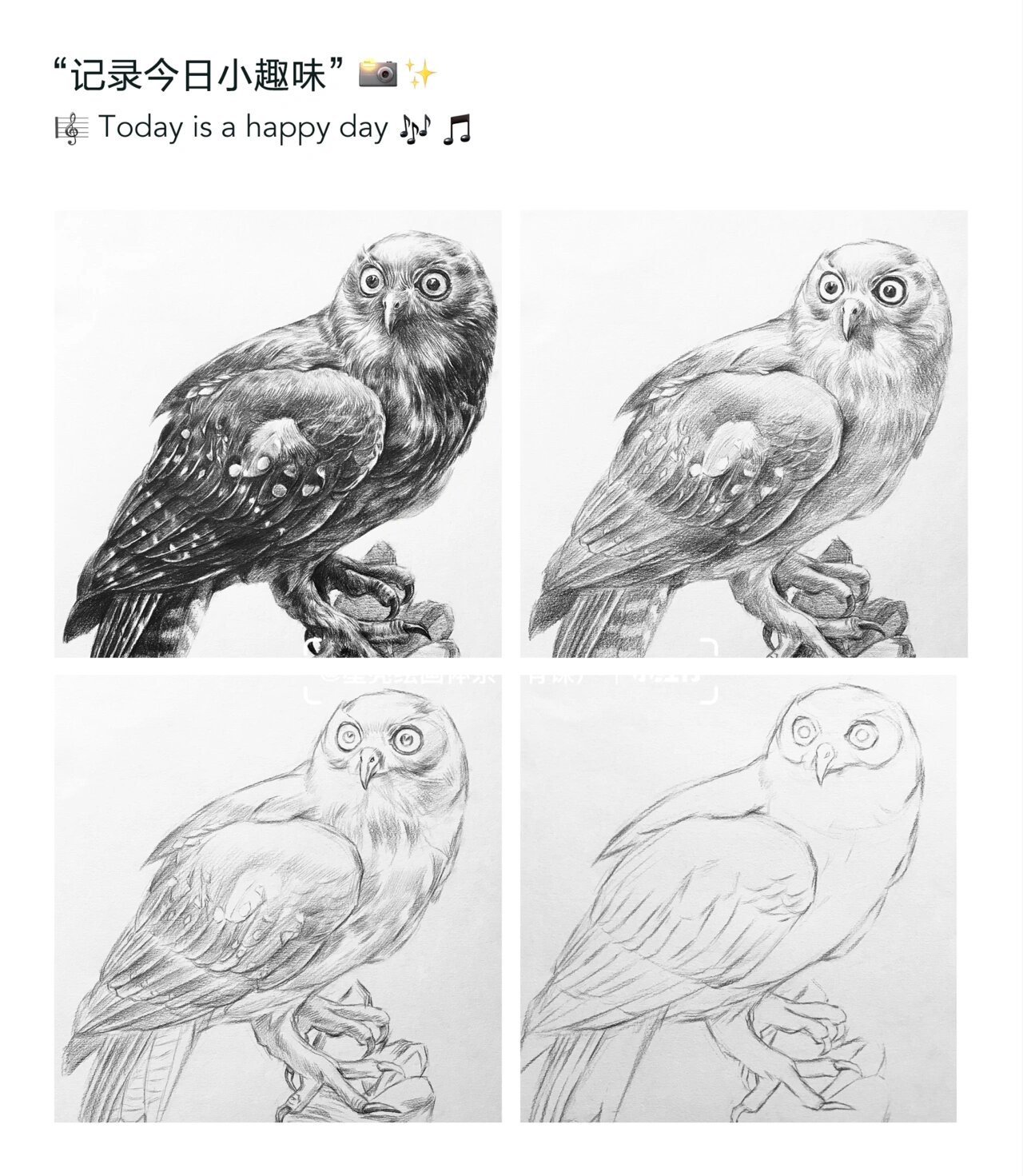 猫头鹰的素描绘画步骤
