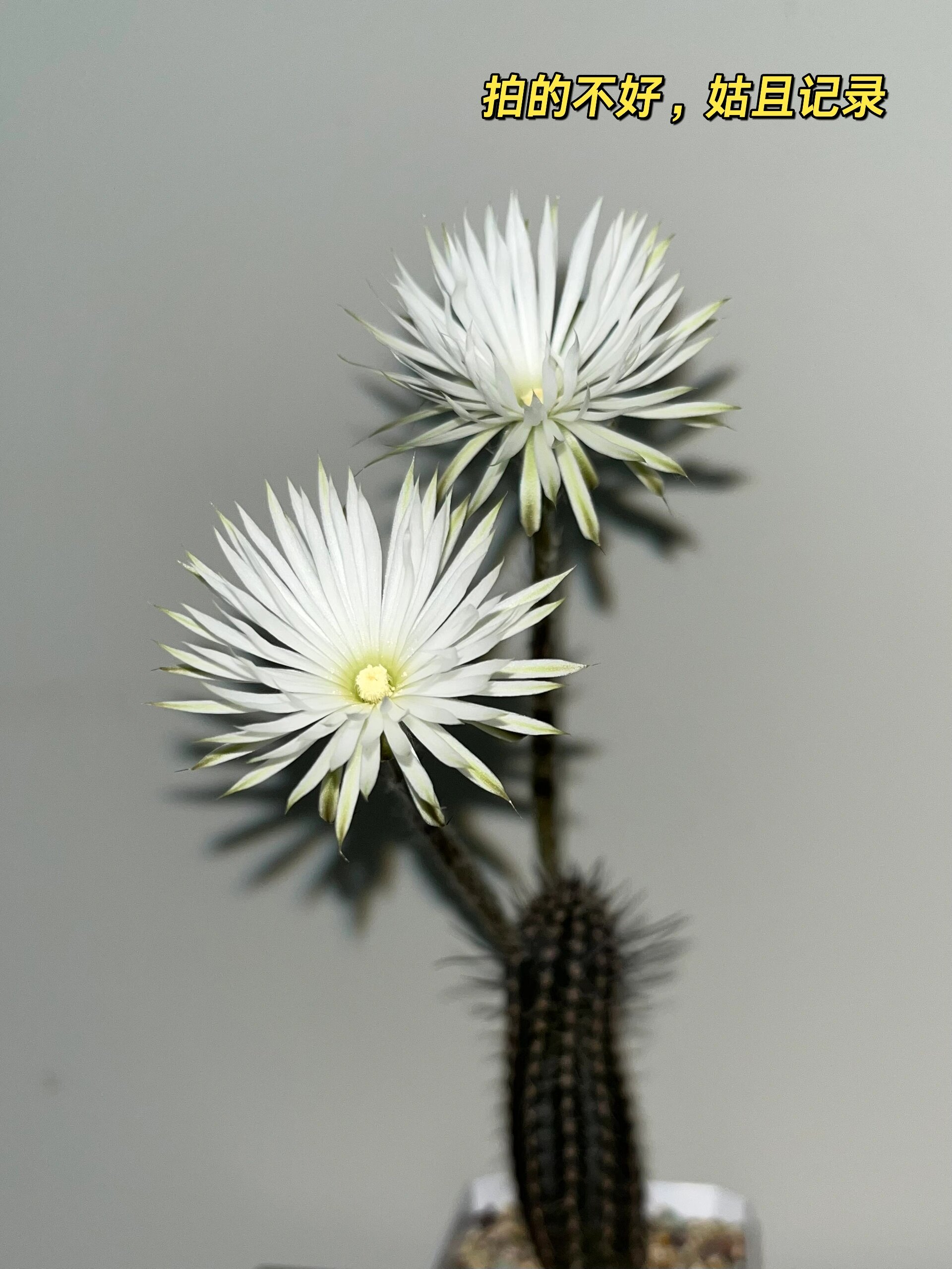 91奇想丸开花 00 介绍 品种:仙人掌科,仙人球属,奇想丸 拉丁语